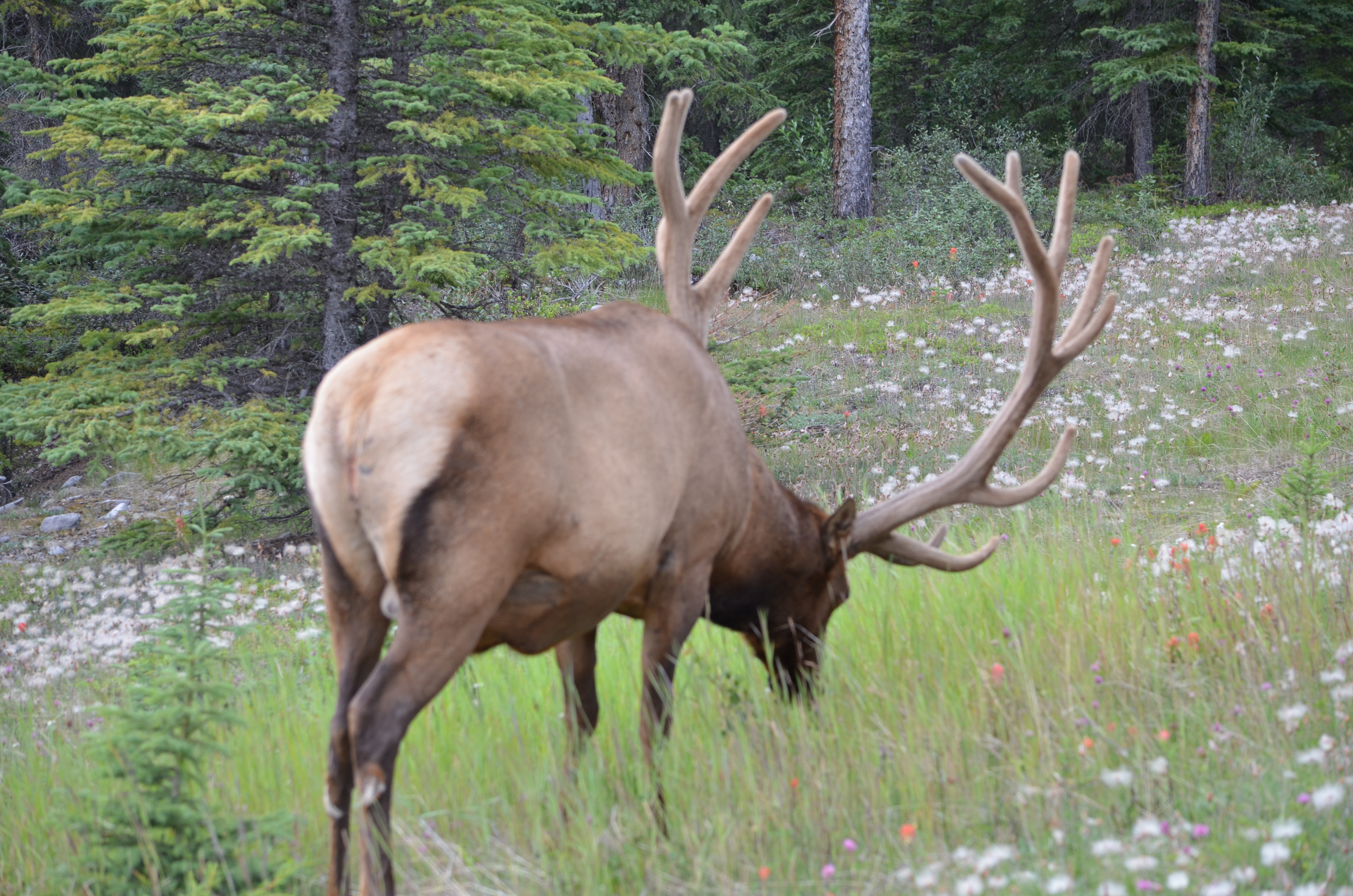 photos/wildlife/Mammal_Species/Elk/DSC_0661.JPG