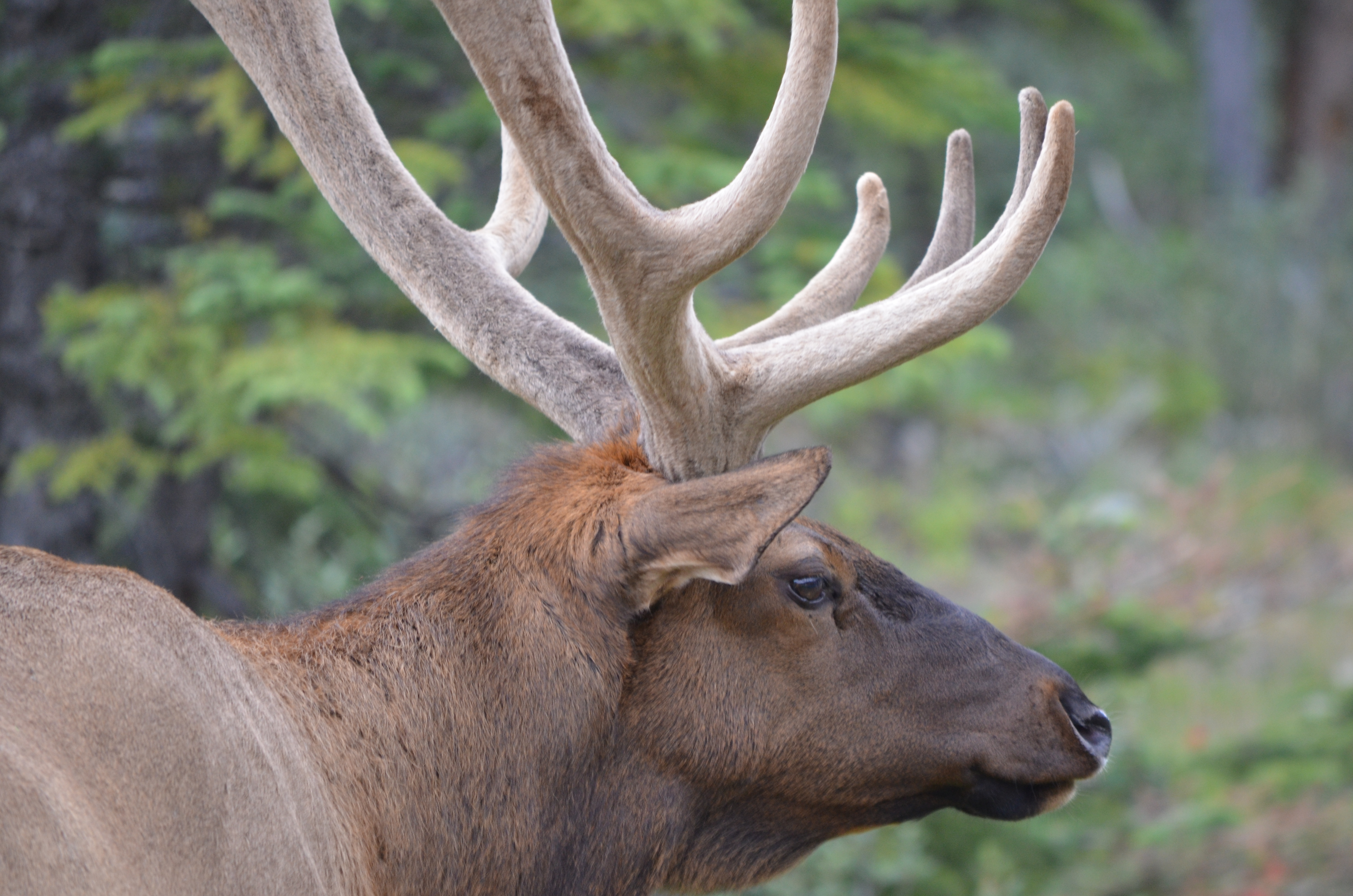 photos/wildlife/Mammal_Species/Elk/DSC_0663.JPG