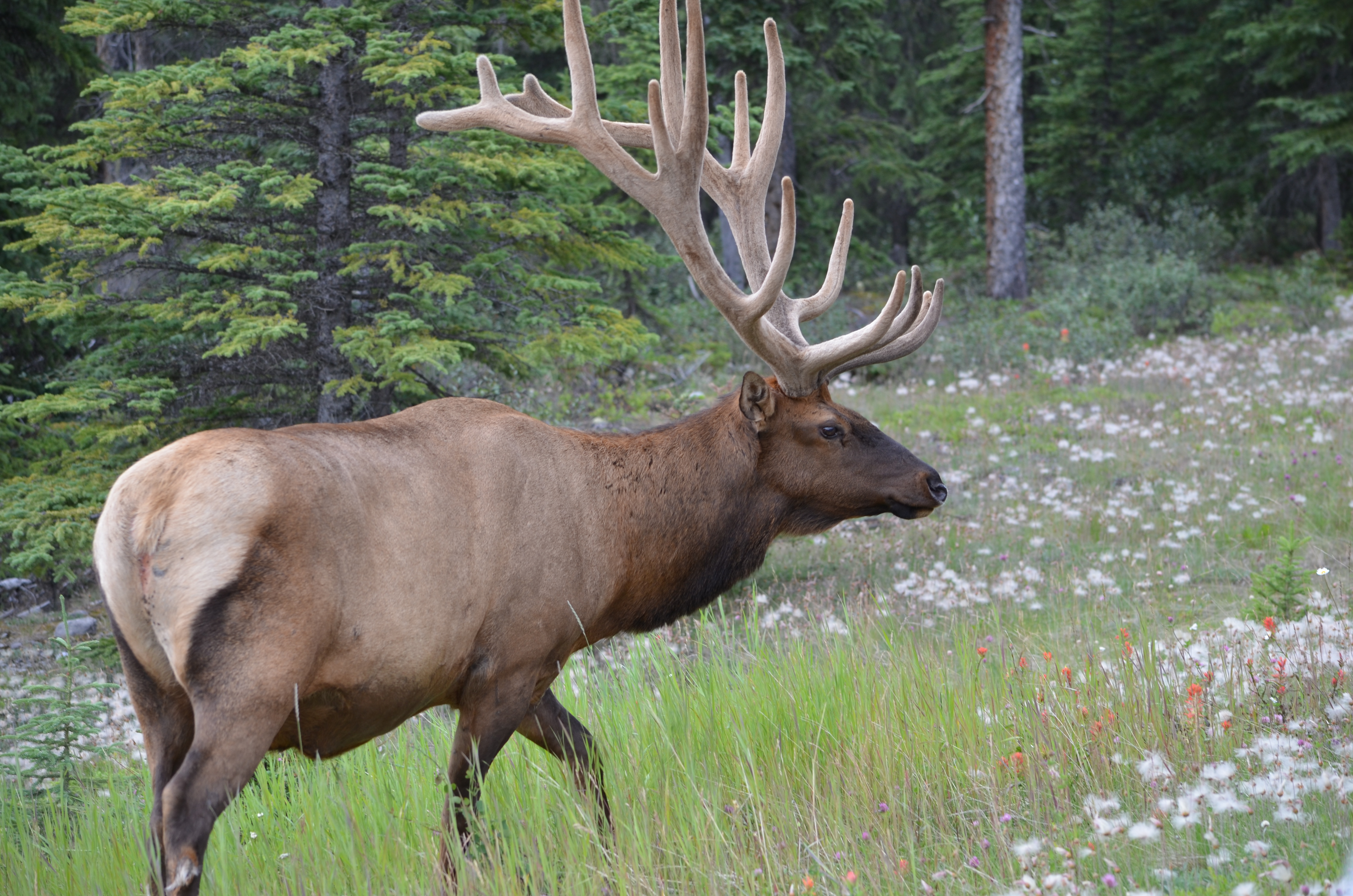 photos/wildlife/Mammal_Species/Elk/DSC_0664.JPG