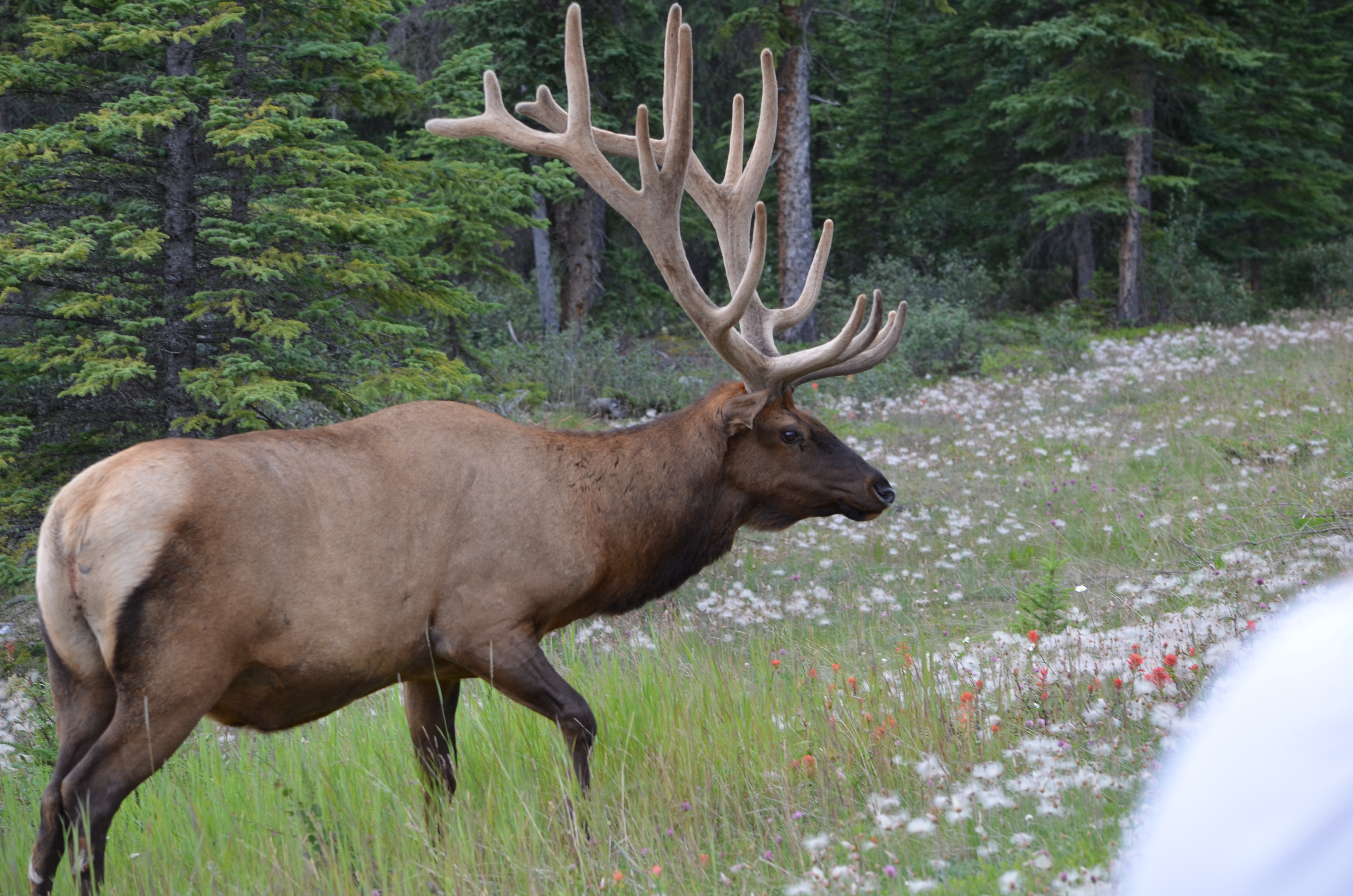 photos/wildlife/Mammal_Species/Elk/DSC_0665.JPG
