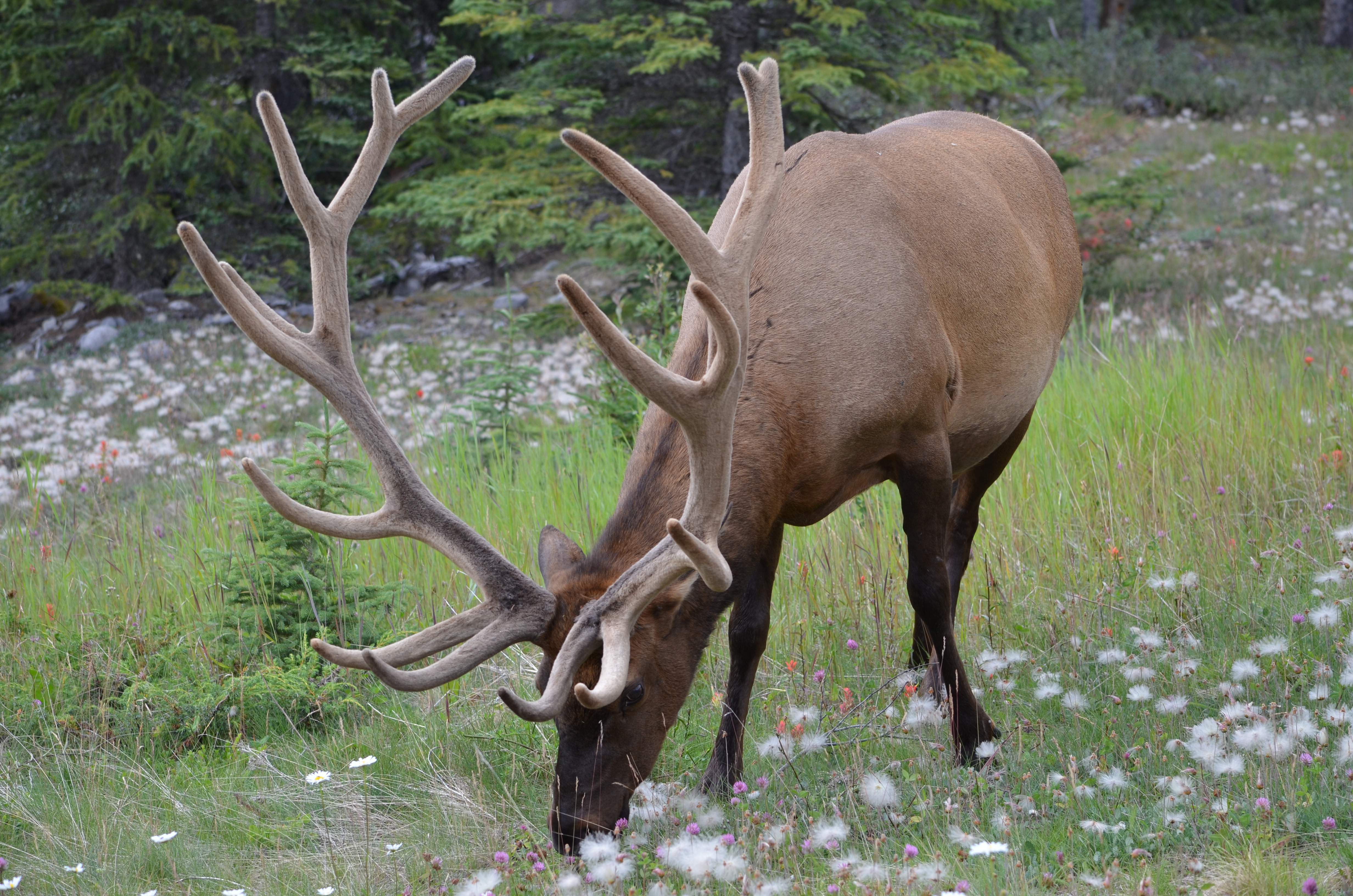 photos/wildlife/Mammal_Species/Elk/DSC_0667.JPG