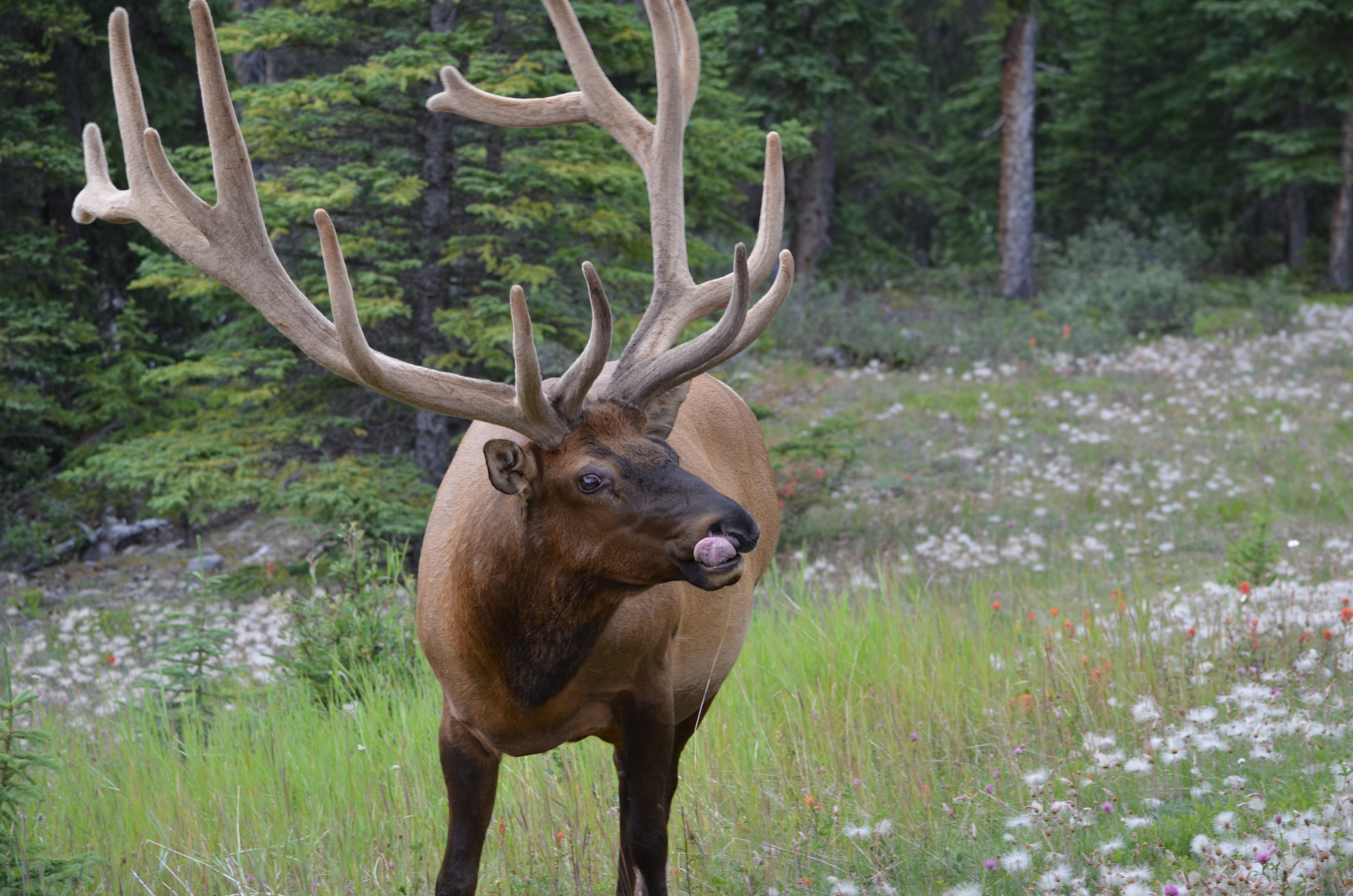 photos/wildlife/Mammal_Species/Elk/DSC_0668.JPG