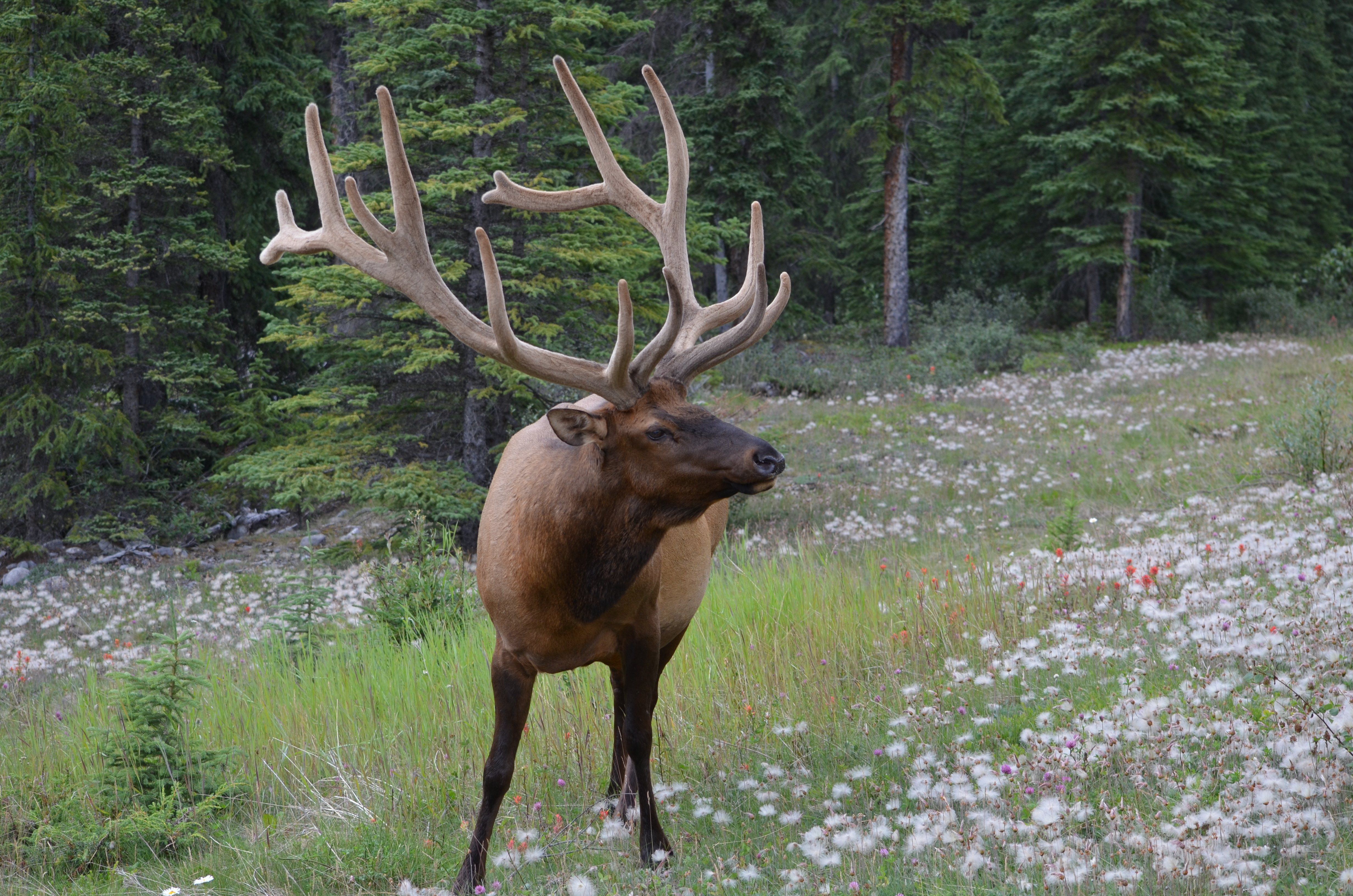 photos/wildlife/Mammal_Species/Elk/DSC_0670.JPG