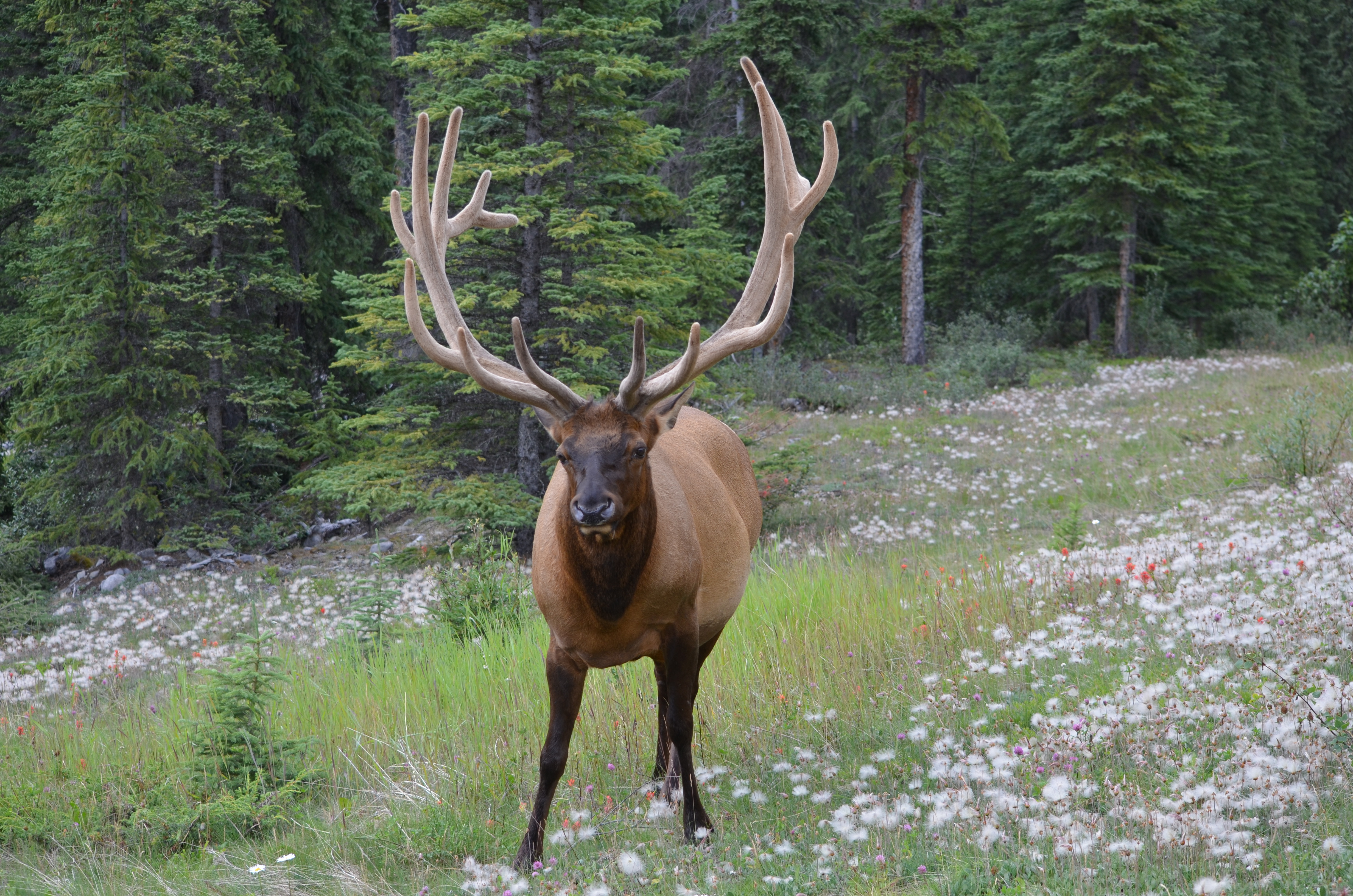 photos/wildlife/Mammal_Species/Elk/DSC_0671.JPG