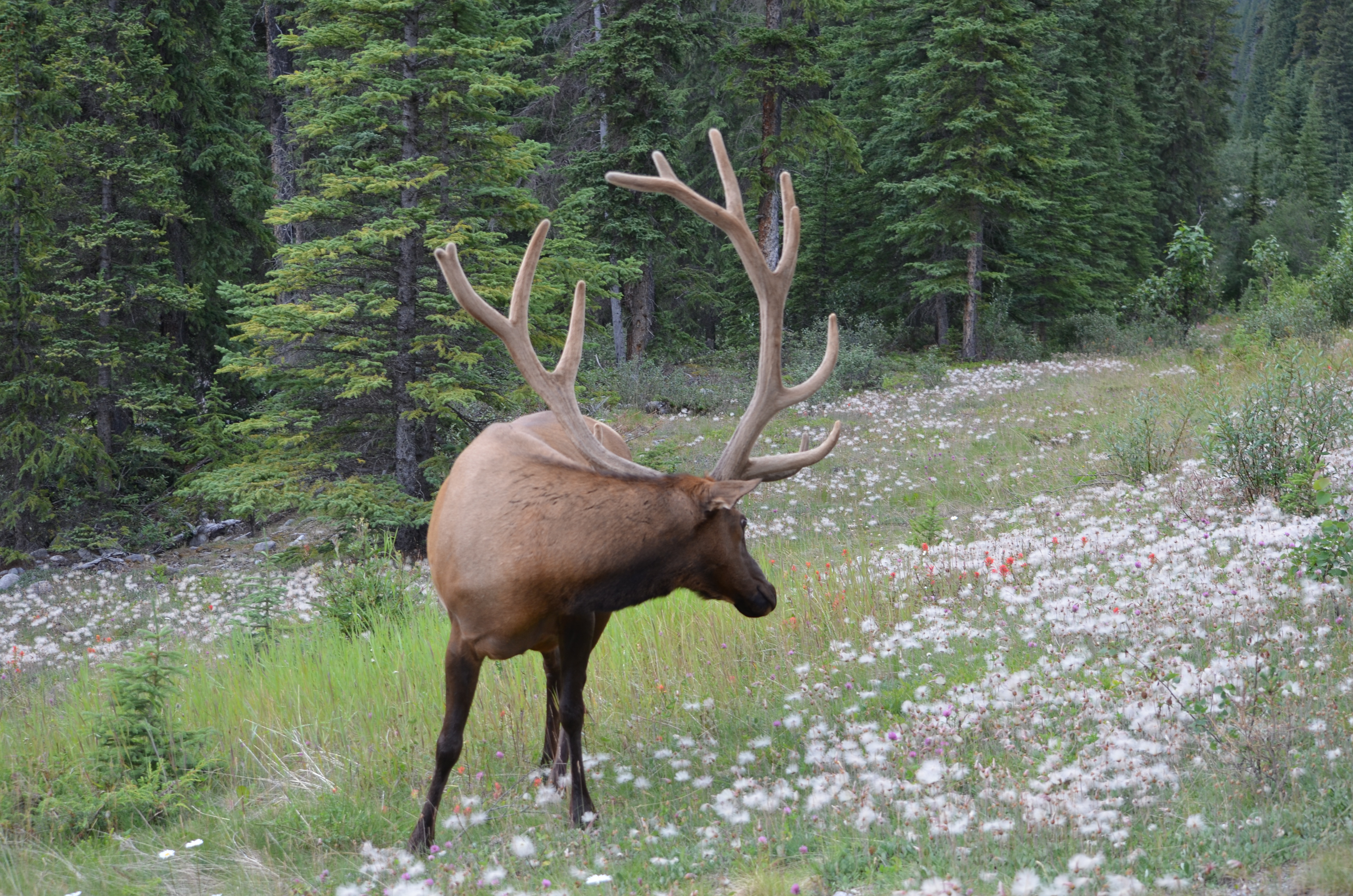 photos/wildlife/Mammal_Species/Elk/DSC_0672.JPG