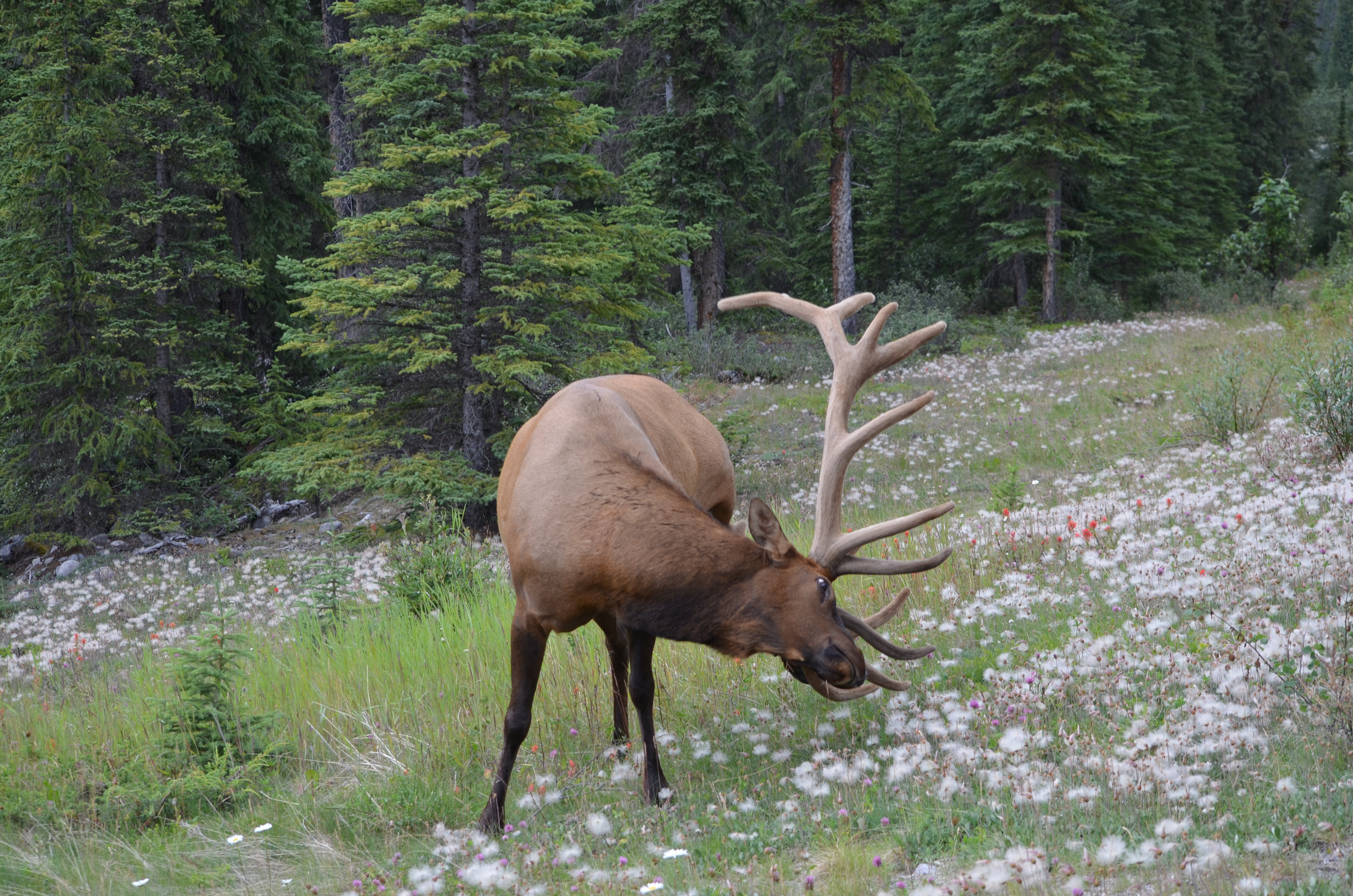 photos/wildlife/Mammal_Species/Elk/DSC_0673.JPG