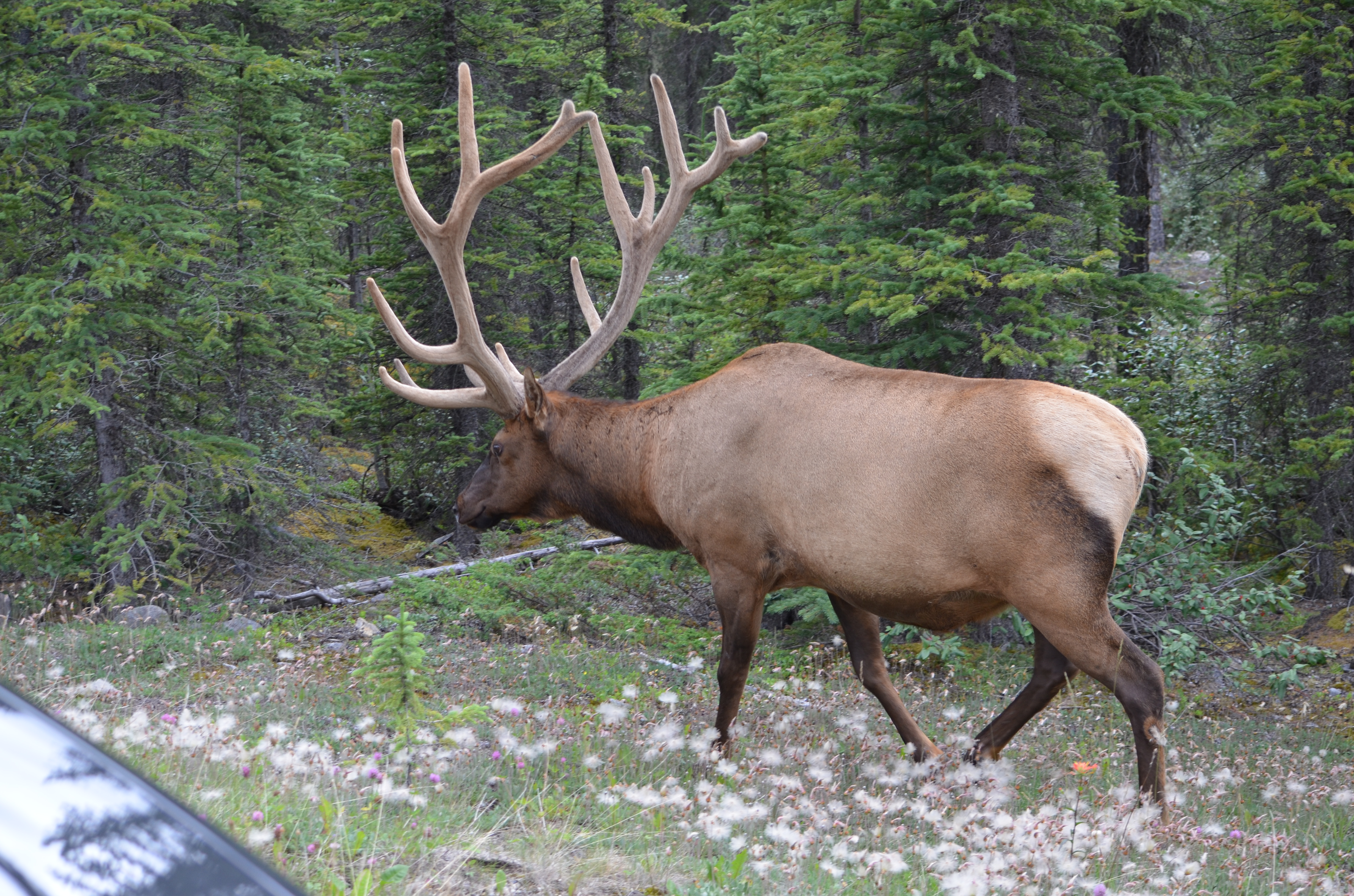 photos/wildlife/Mammal_Species/Elk/DSC_0674.JPG