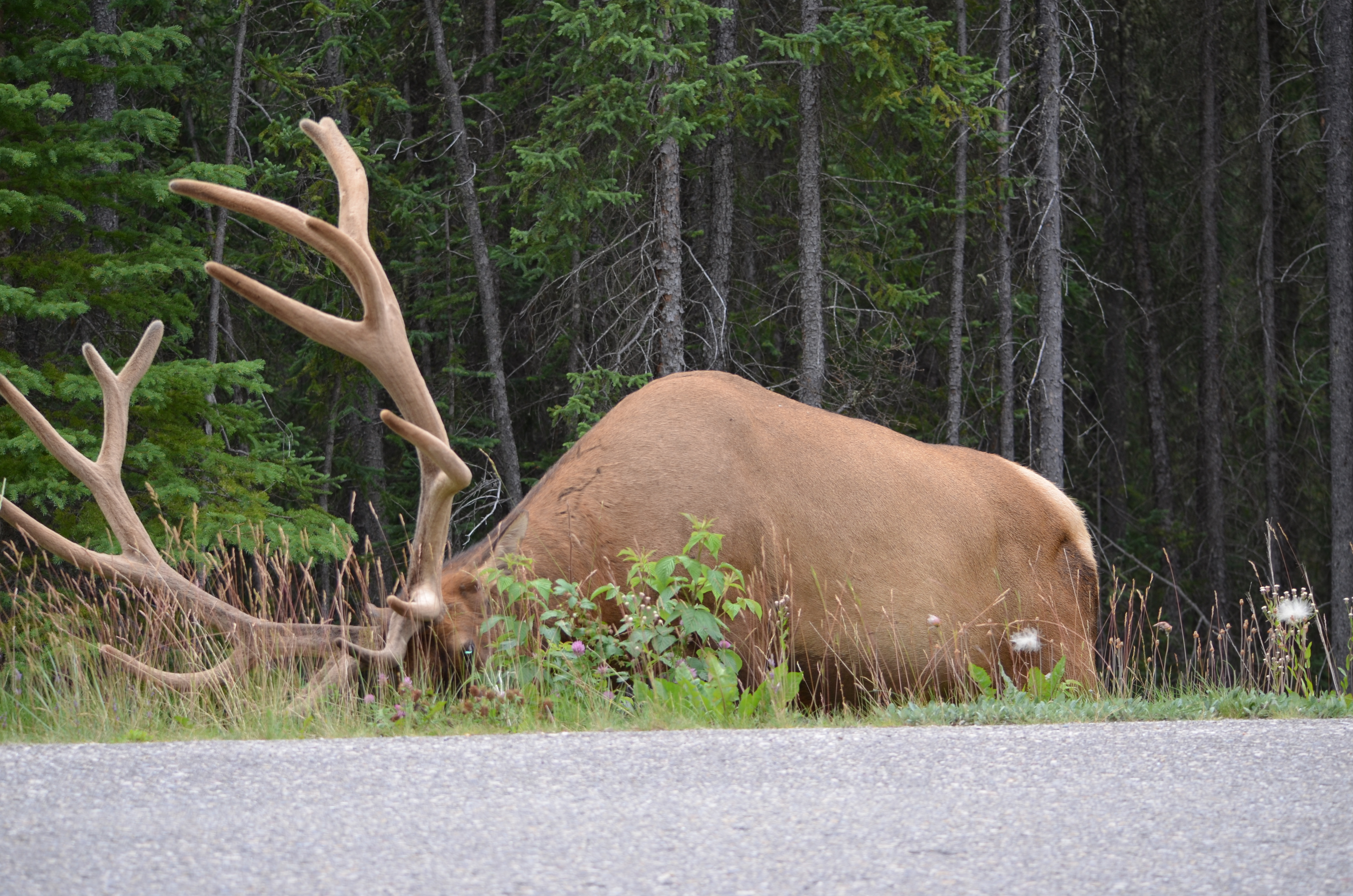 photos/wildlife/Mammal_Species/Elk/DSC_0675.JPG