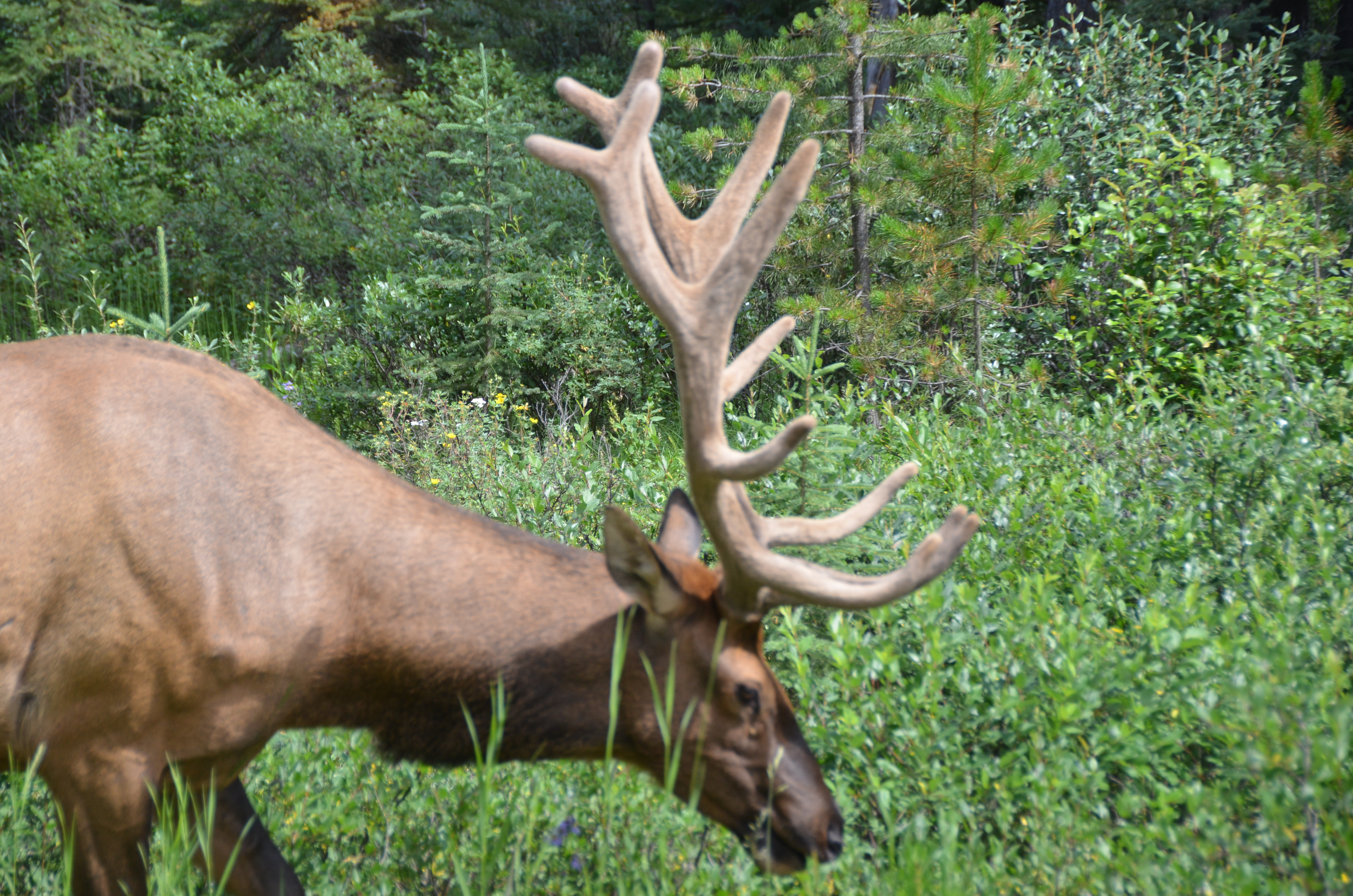 photos/wildlife/Mammal_Species/Elk/DSC_0807.JPG