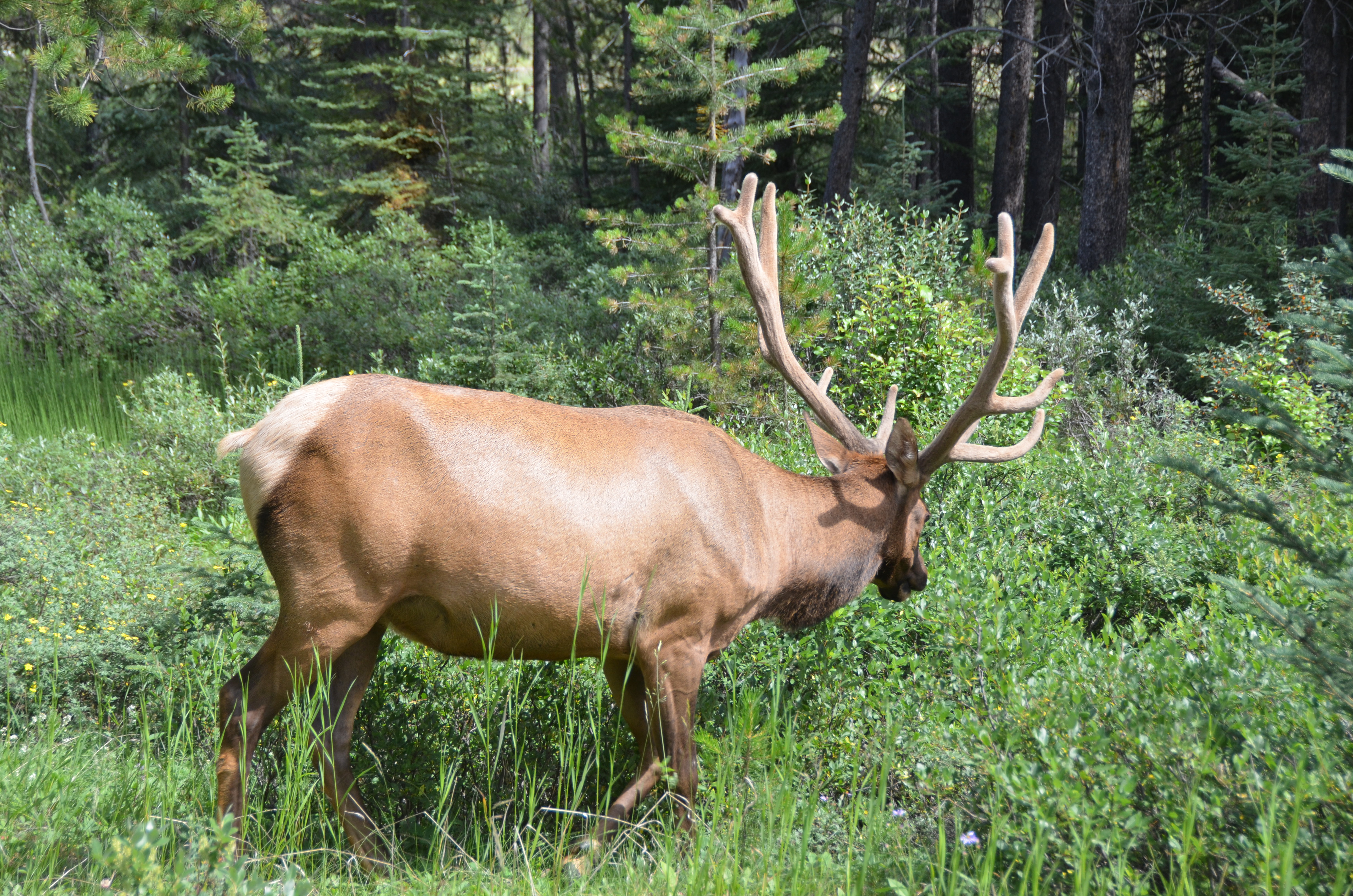 photos/wildlife/Mammal_Species/Elk/DSC_0808.JPG