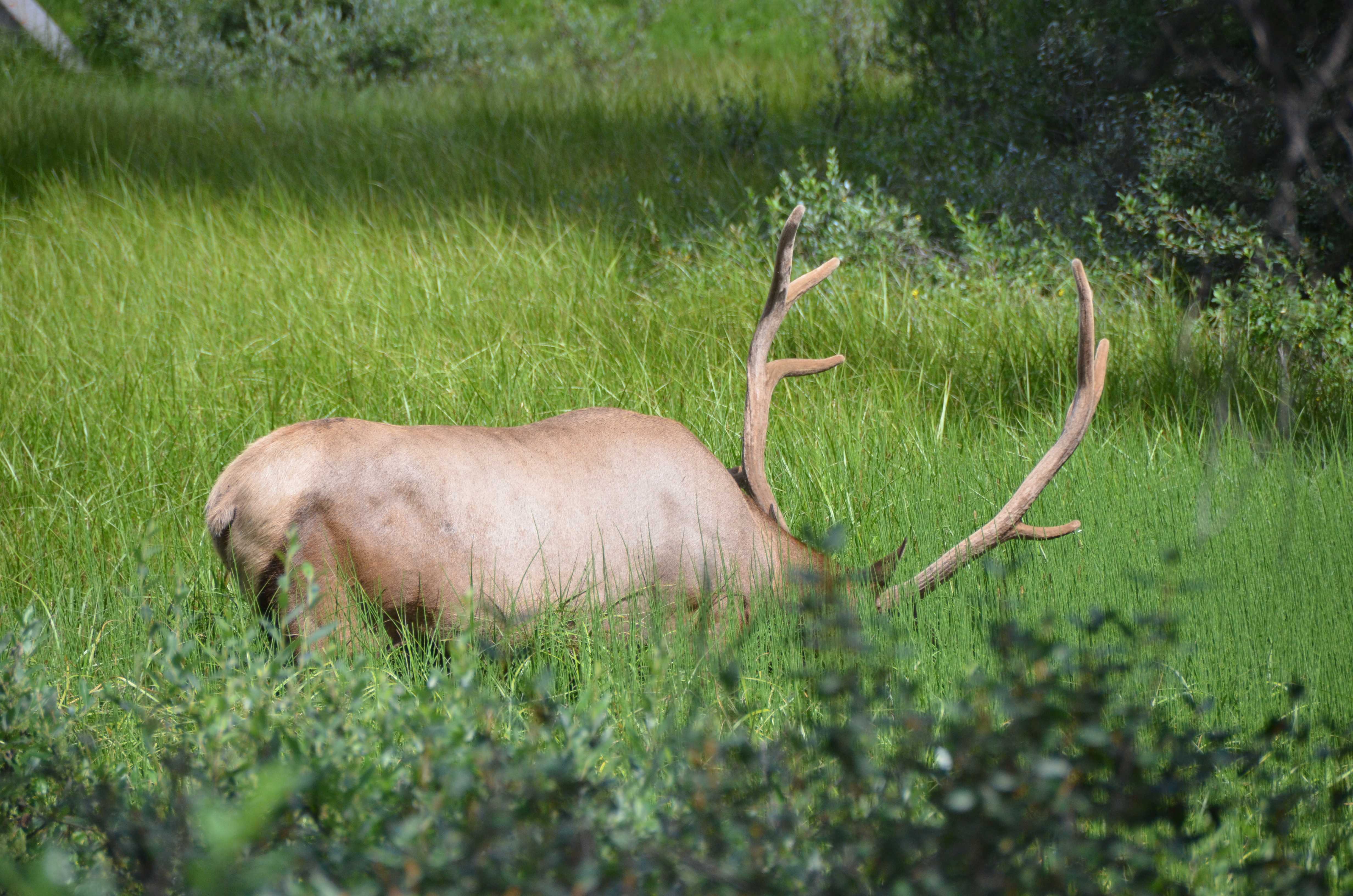 photos/wildlife/Mammal_Species/Elk/DSC_0809.JPG