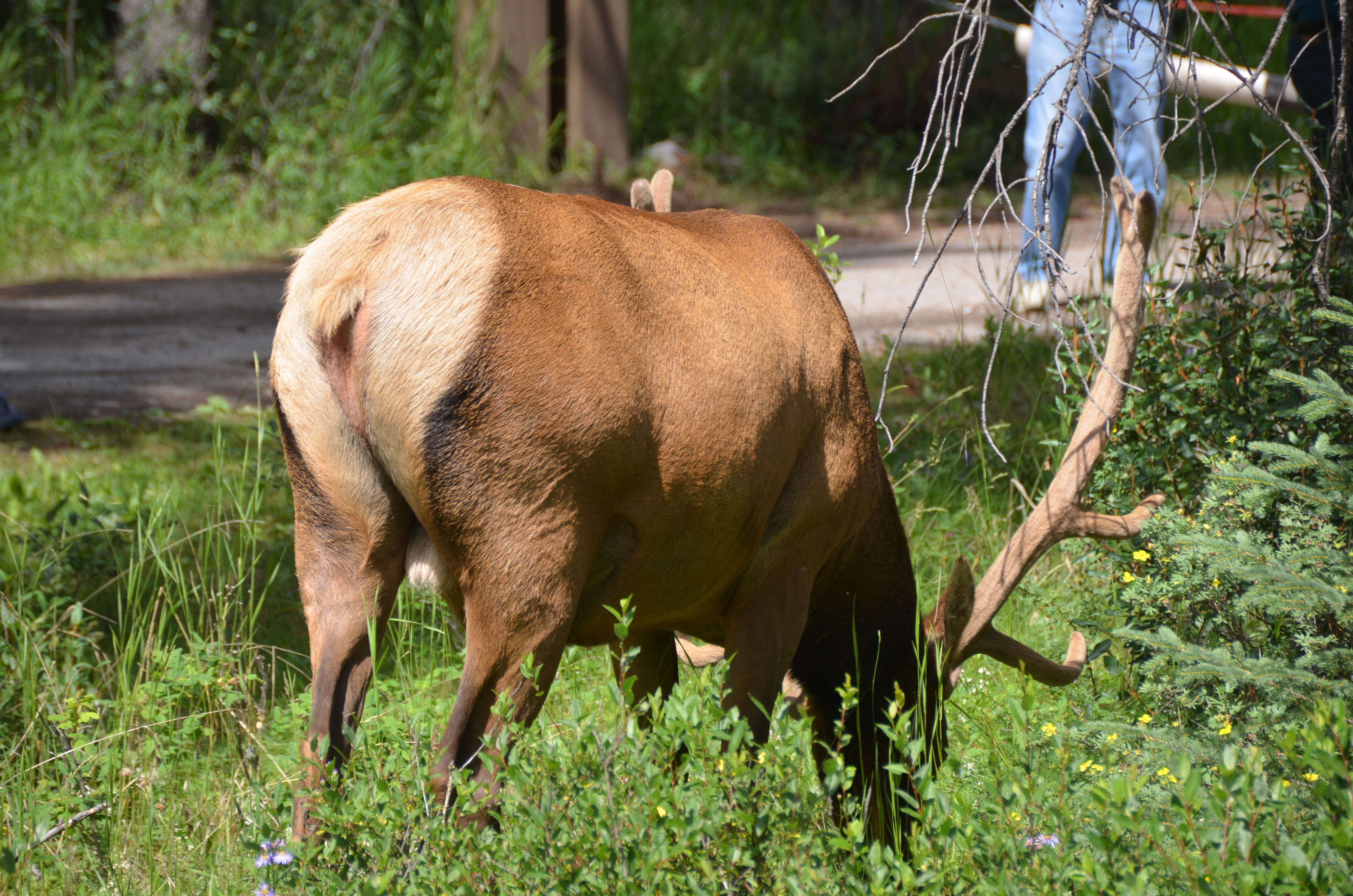 photos/wildlife/Mammal_Species/Elk/DSC_0810.JPG