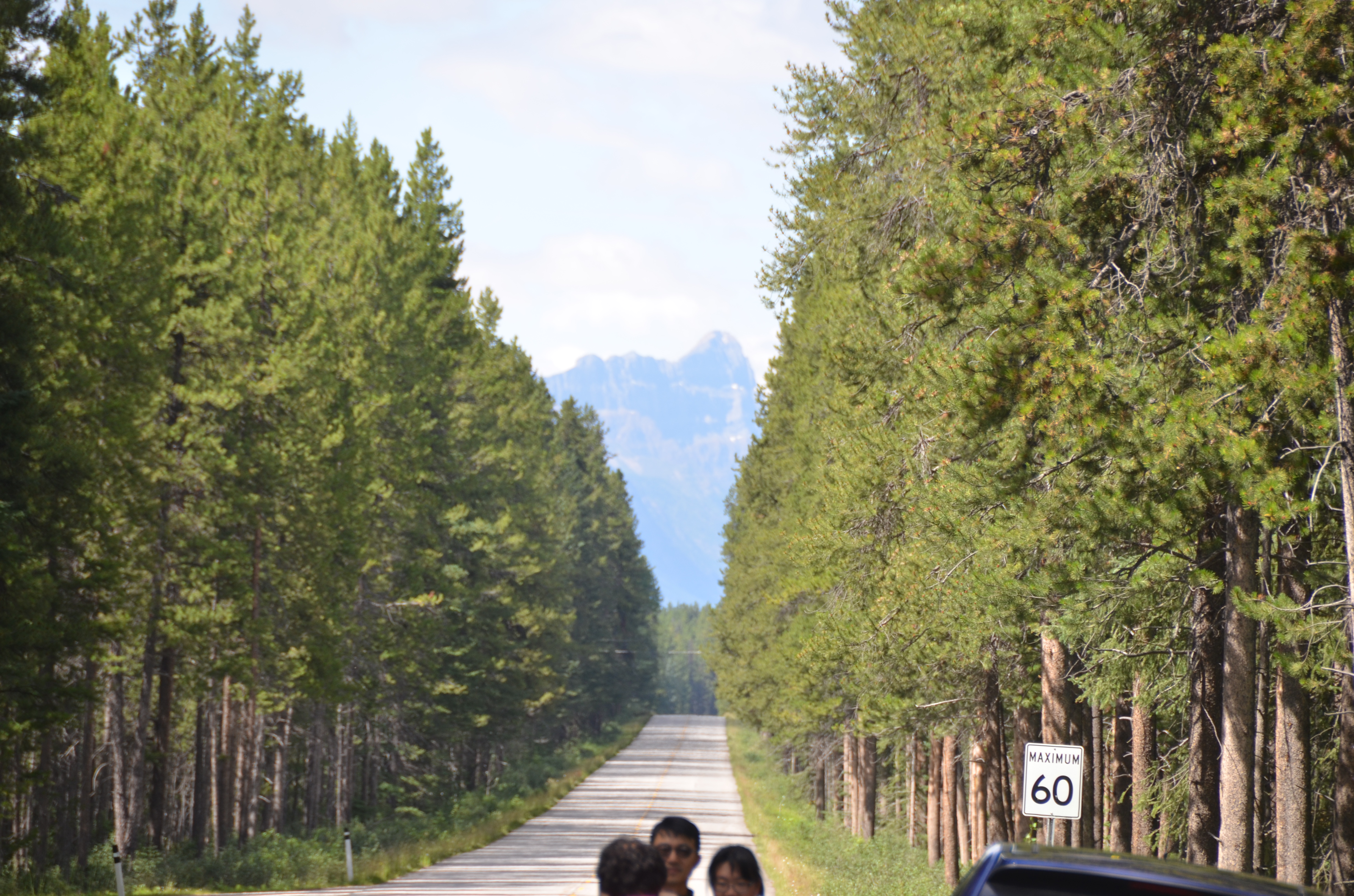 photos/wildlife/Mammal_Species/Elk/DSC_0811.JPG