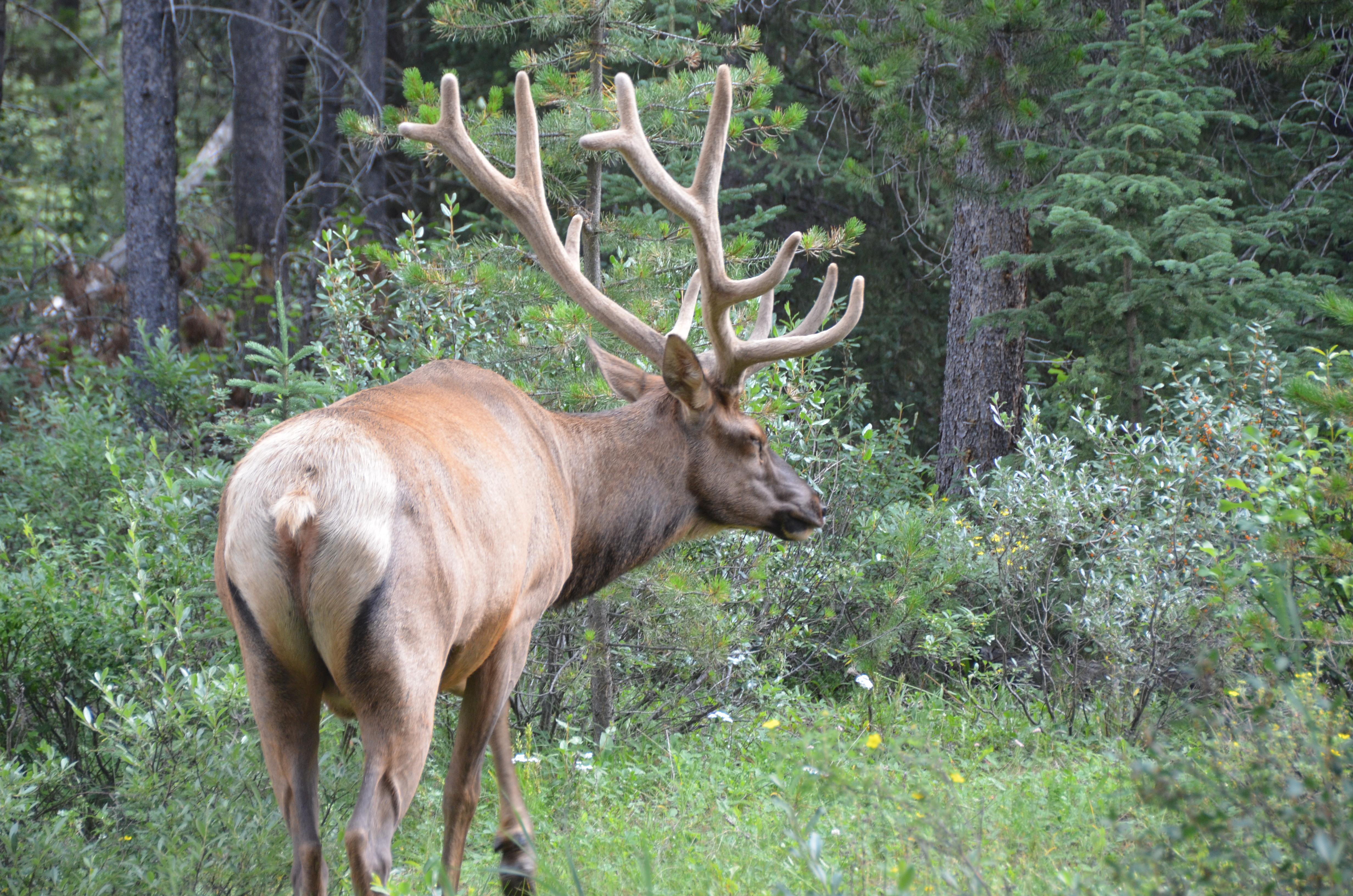 photos/wildlife/Mammal_Species/Elk/DSC_0812.JPG