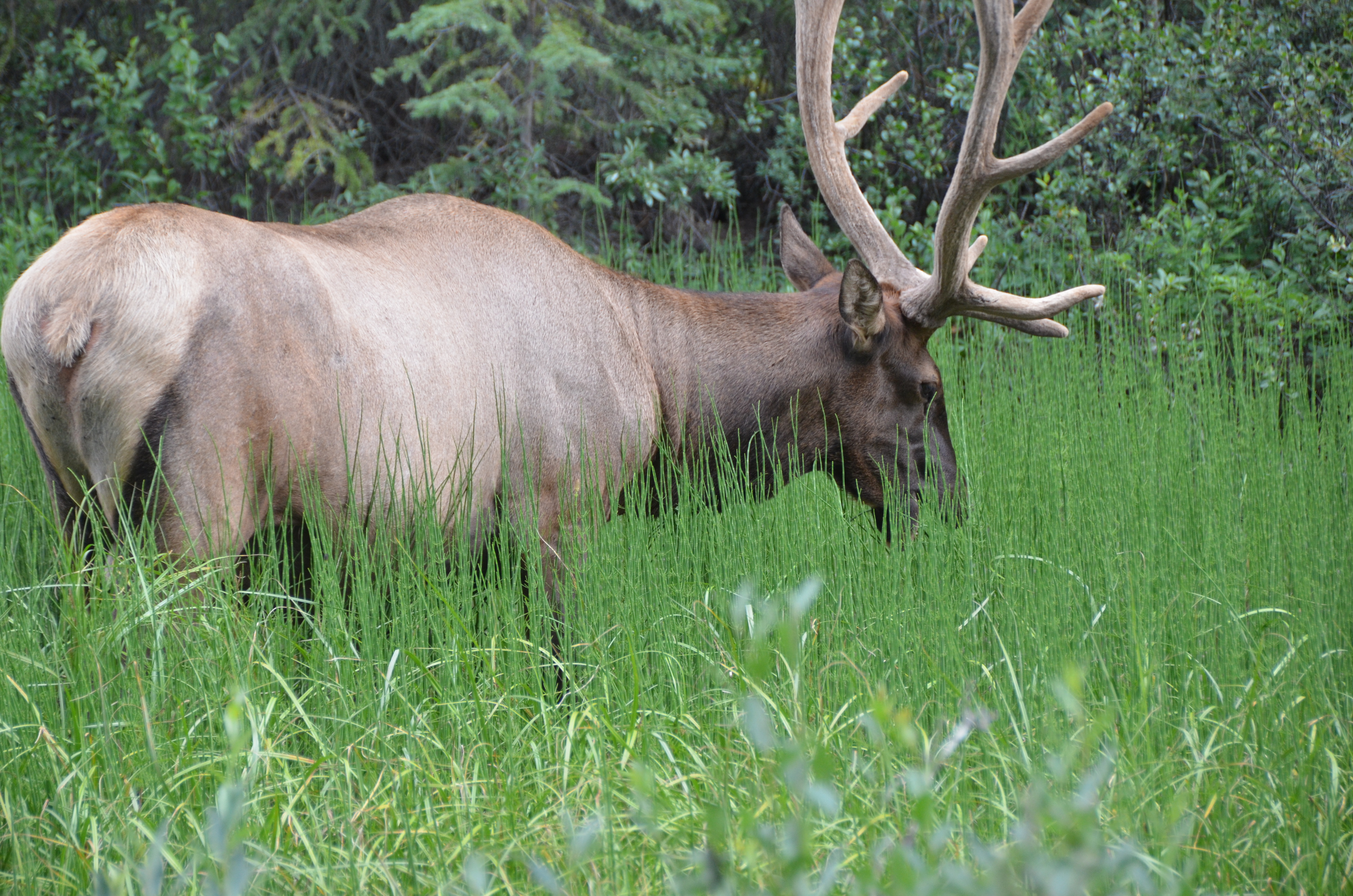 photos/wildlife/Mammal_Species/Elk/DSC_0813.JPG