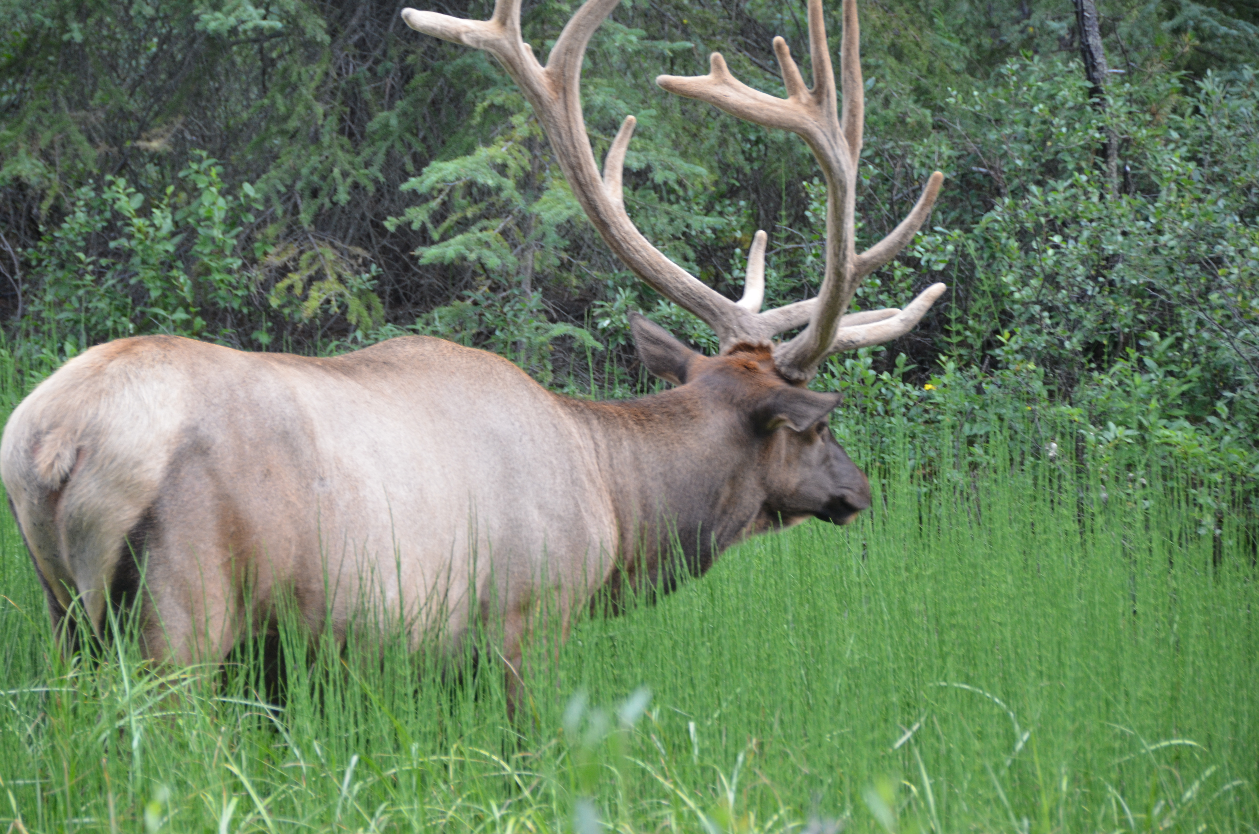 photos/wildlife/Mammal_Species/Elk/DSC_0814.JPG