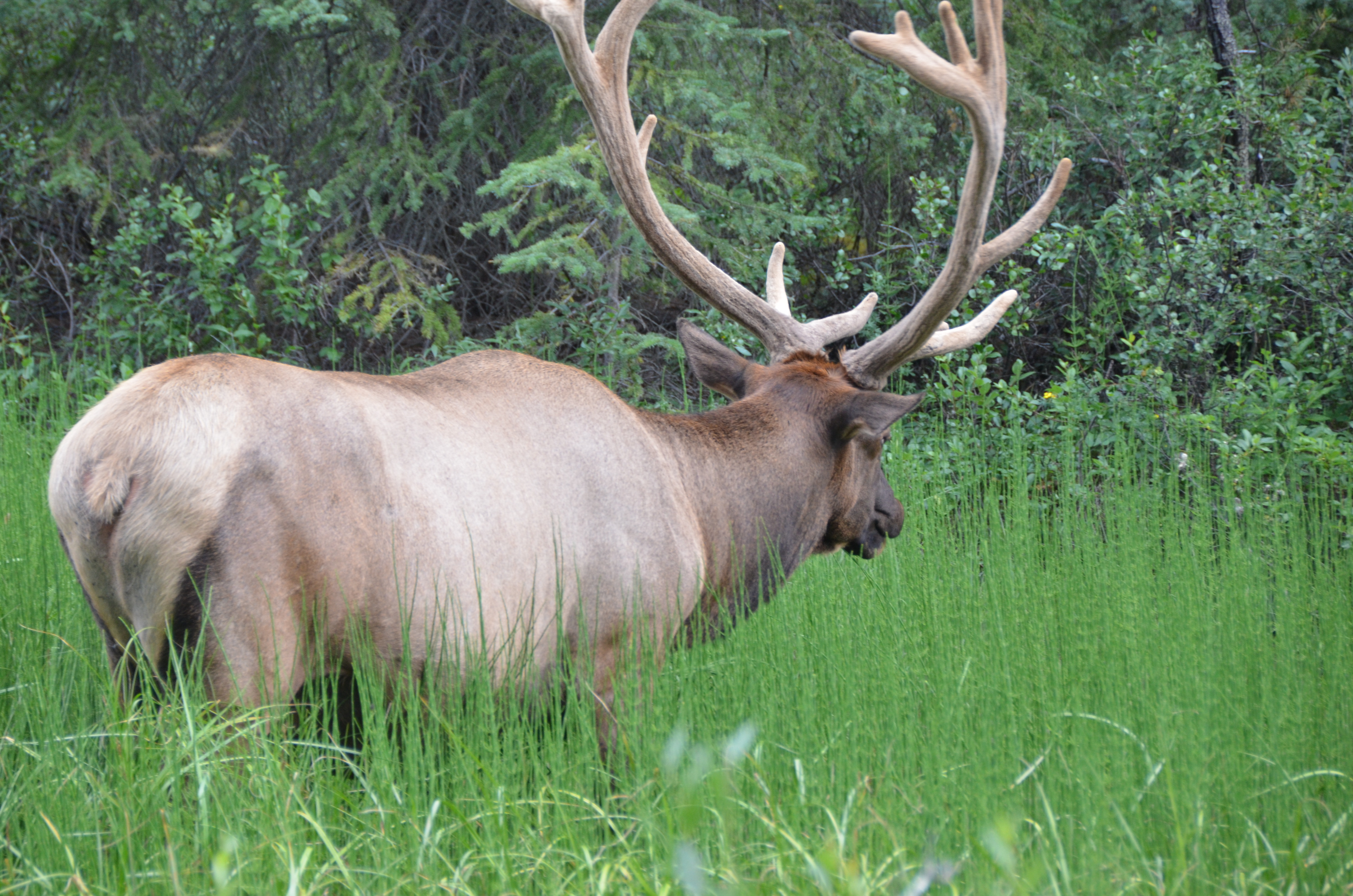 photos/wildlife/Mammal_Species/Elk/DSC_0816.JPG