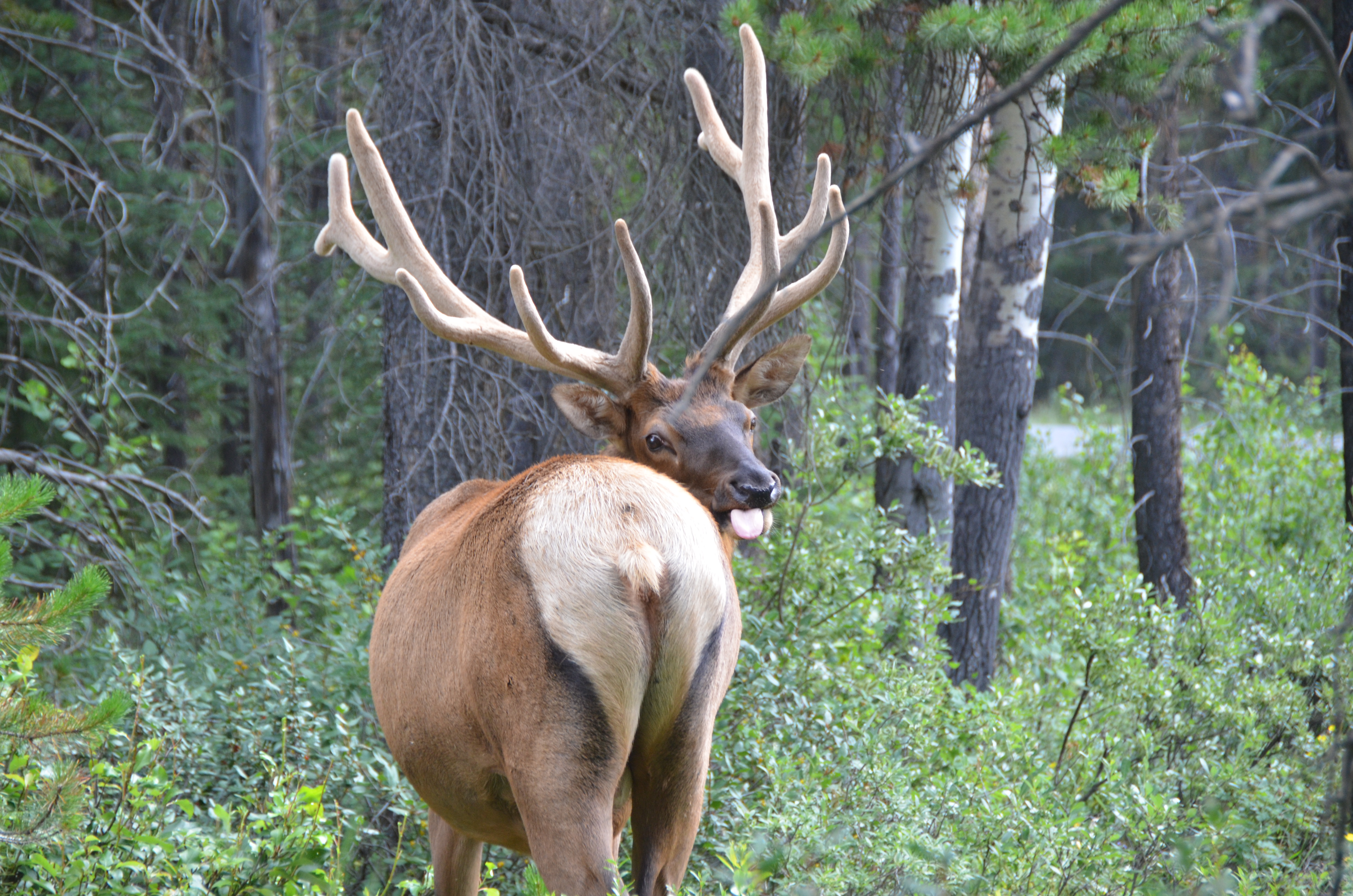 photos/wildlife/Mammal_Species/Elk/DSC_0817.JPG