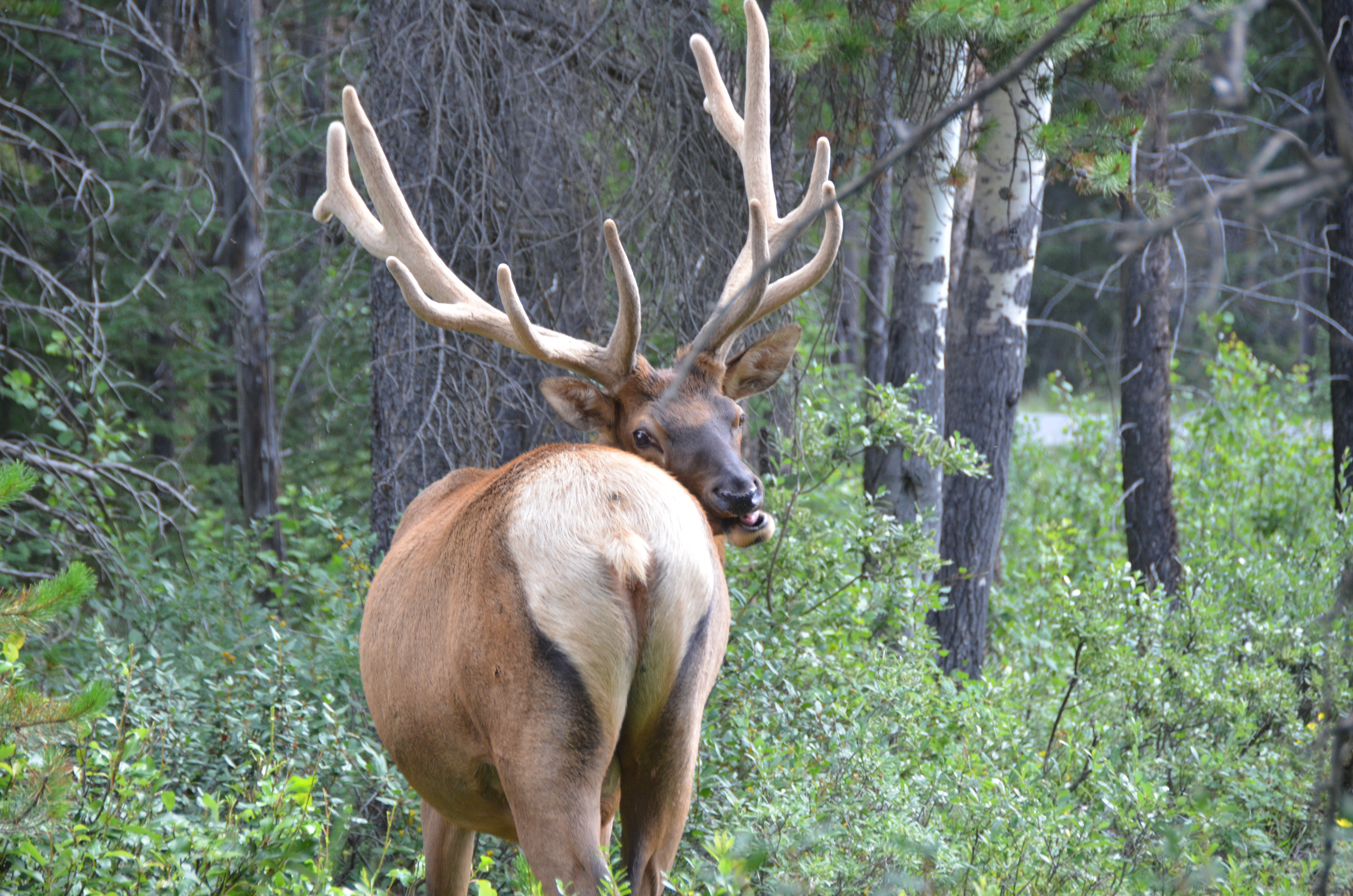 photos/wildlife/Mammal_Species/Elk/DSC_0818.JPG