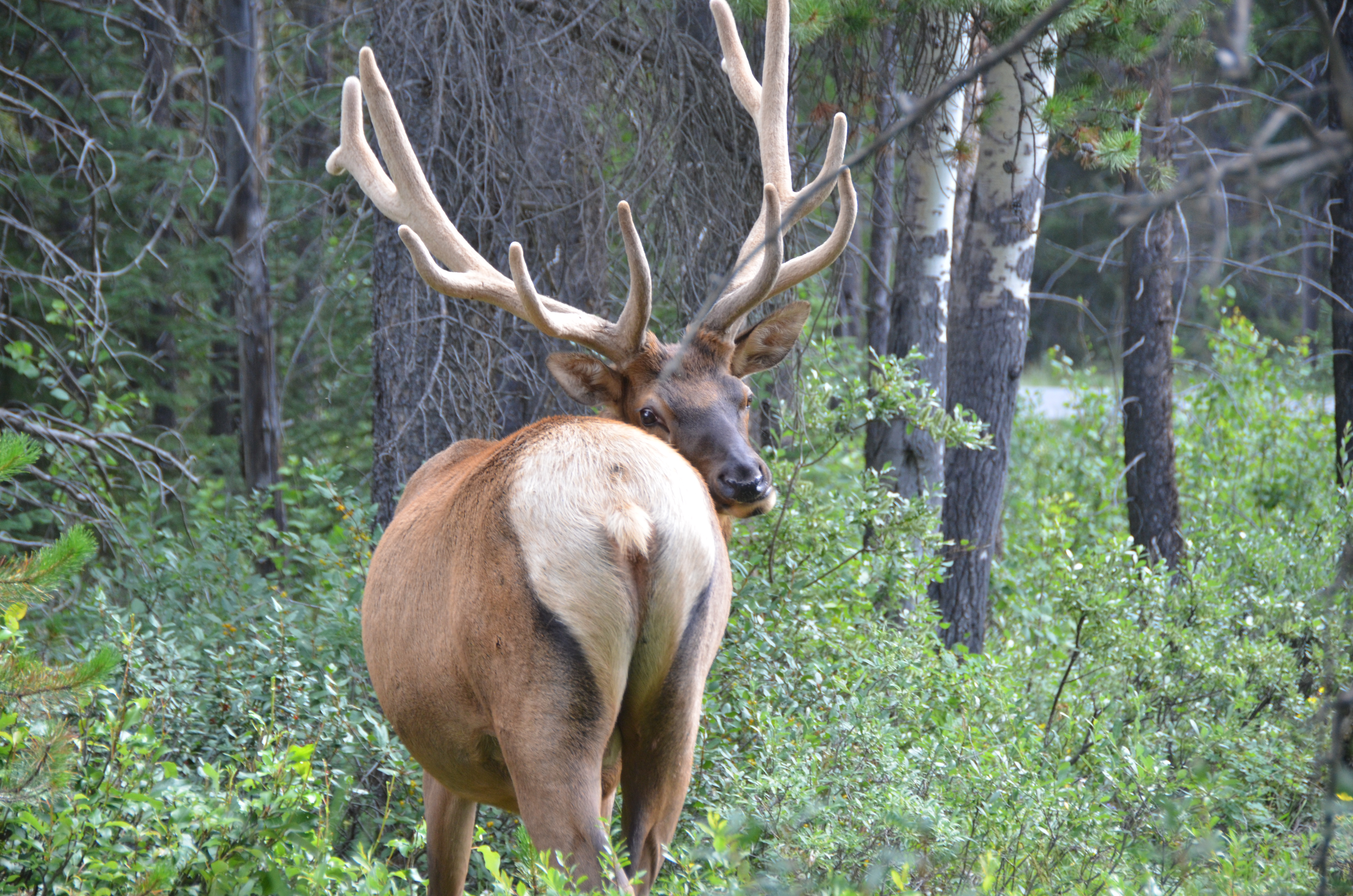 photos/wildlife/Mammal_Species/Elk/DSC_0819.JPG