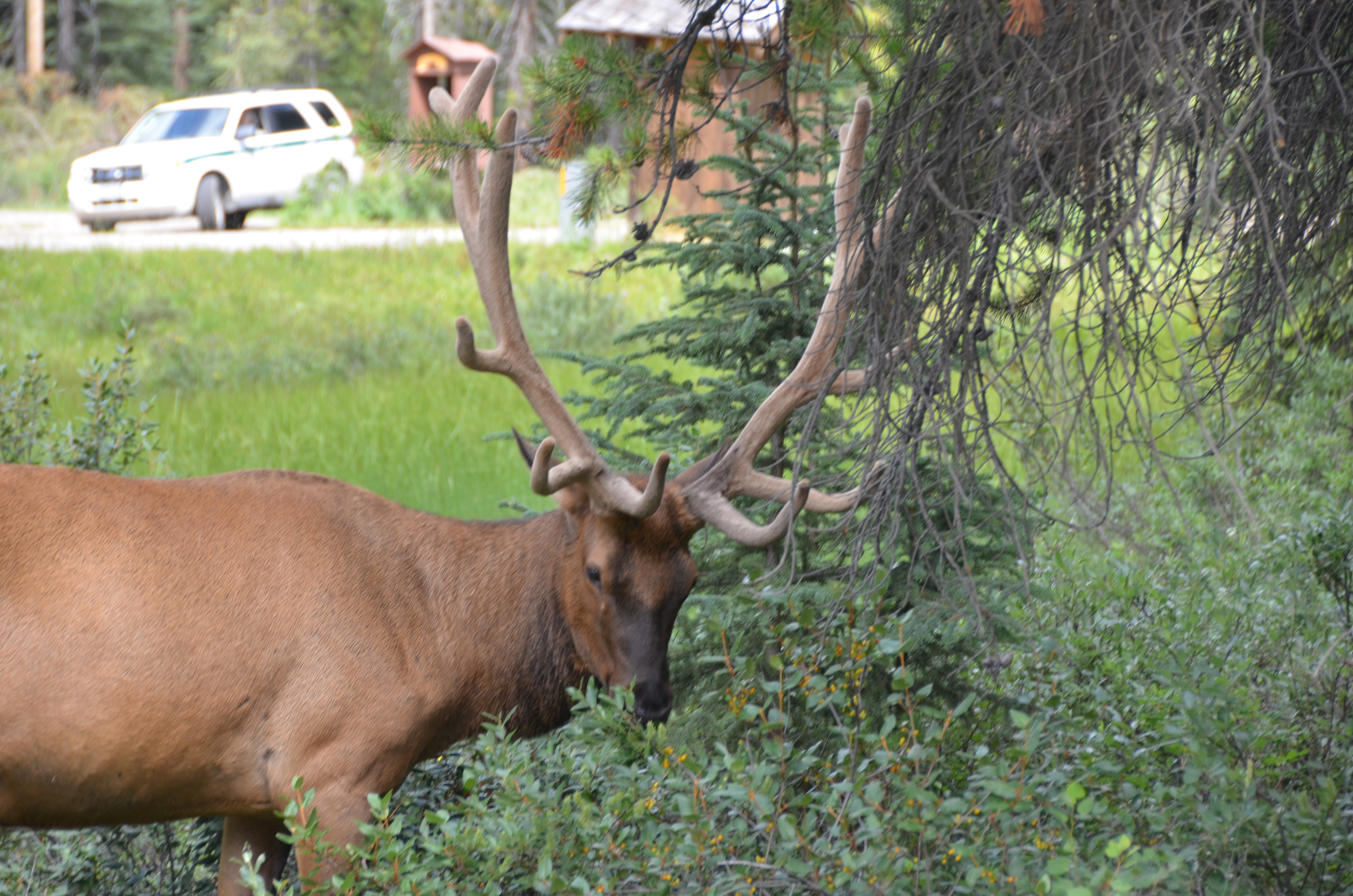 photos/wildlife/Mammal_Species/Elk/DSC_0820.JPG