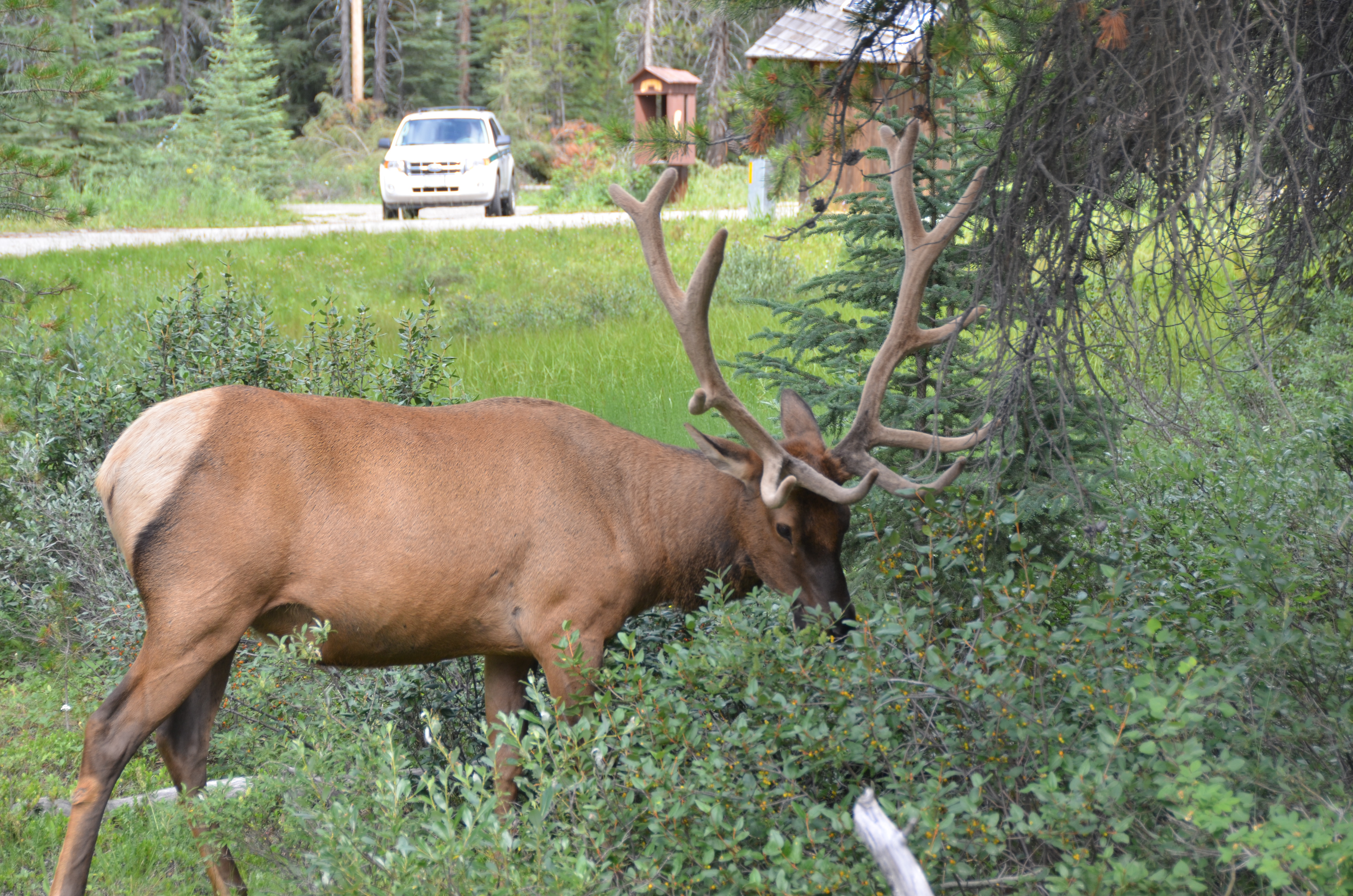 photos/wildlife/Mammal_Species/Elk/DSC_0821.JPG