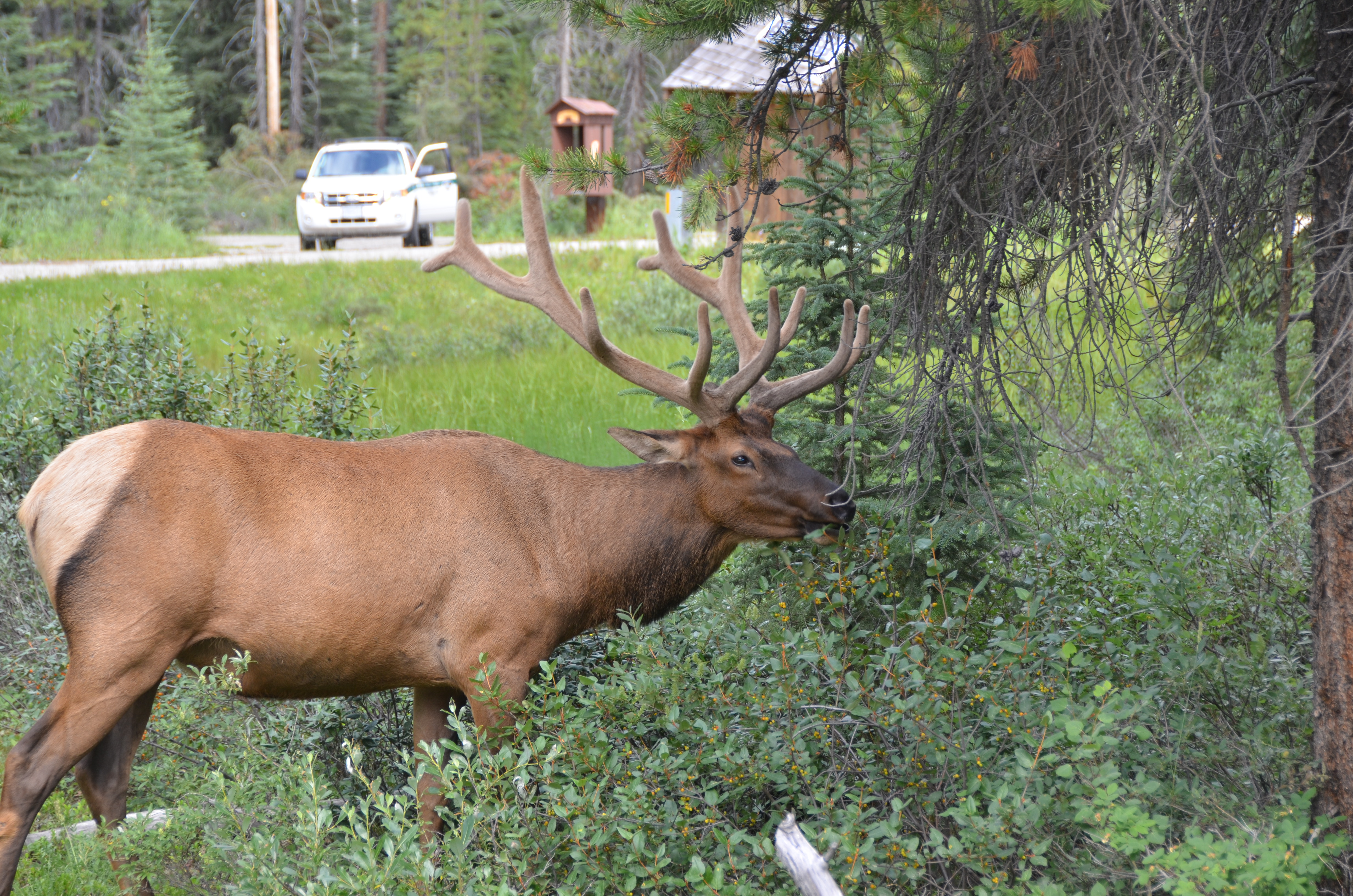 photos/wildlife/Mammal_Species/Elk/DSC_0822.JPG