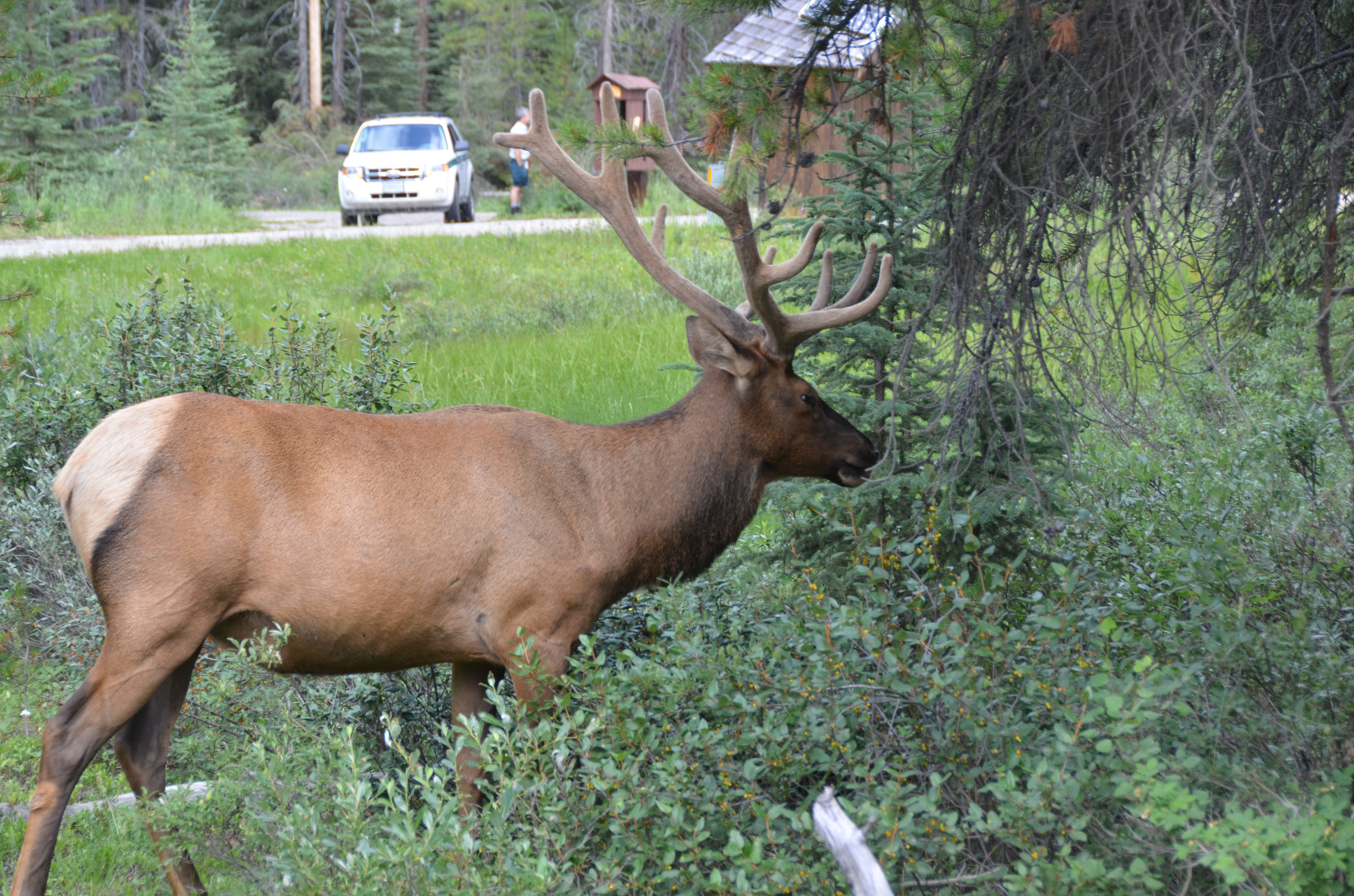 photos/wildlife/Mammal_Species/Elk/DSC_0823.JPG