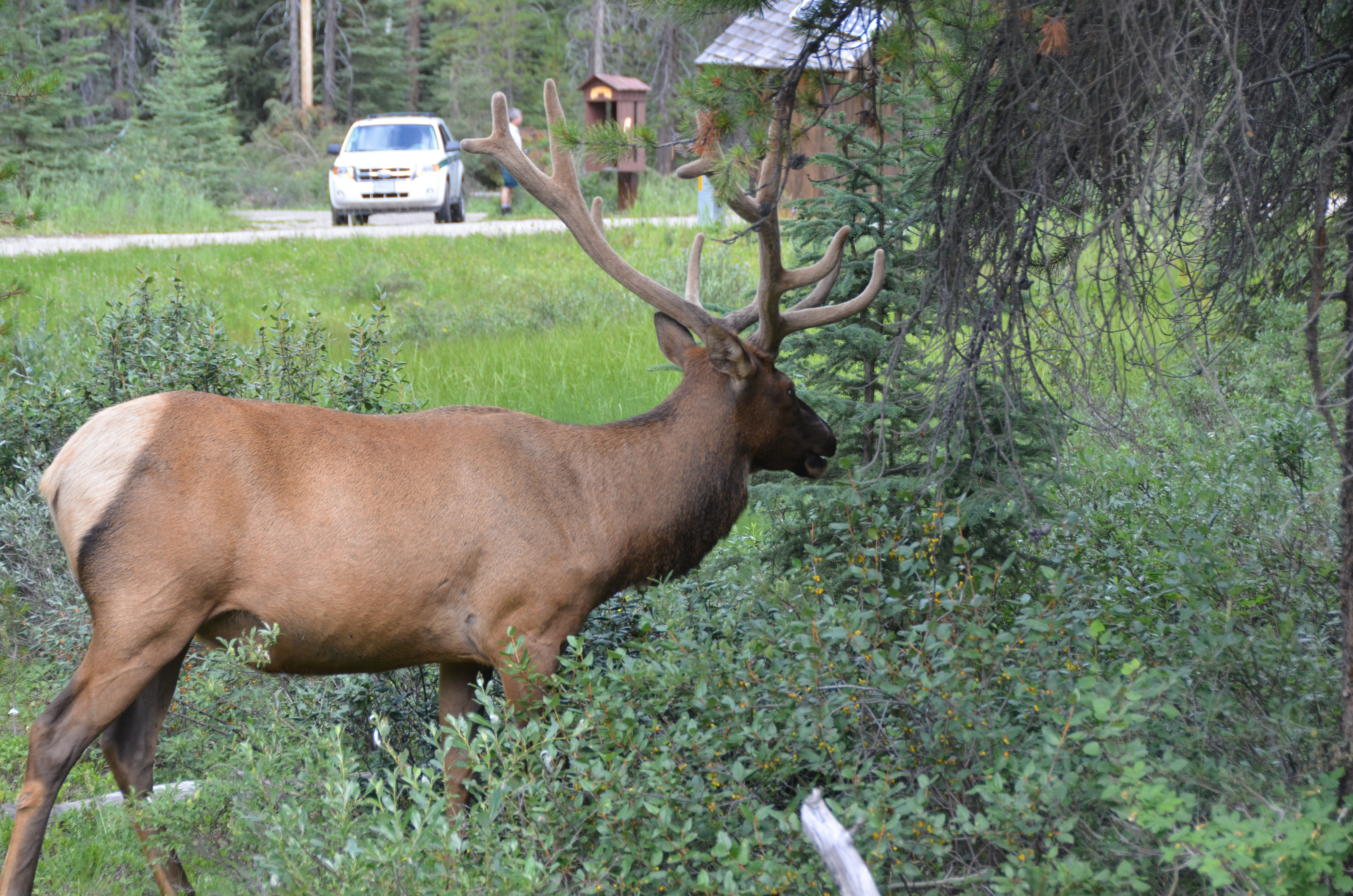 photos/wildlife/Mammal_Species/Elk/DSC_0824.JPG
