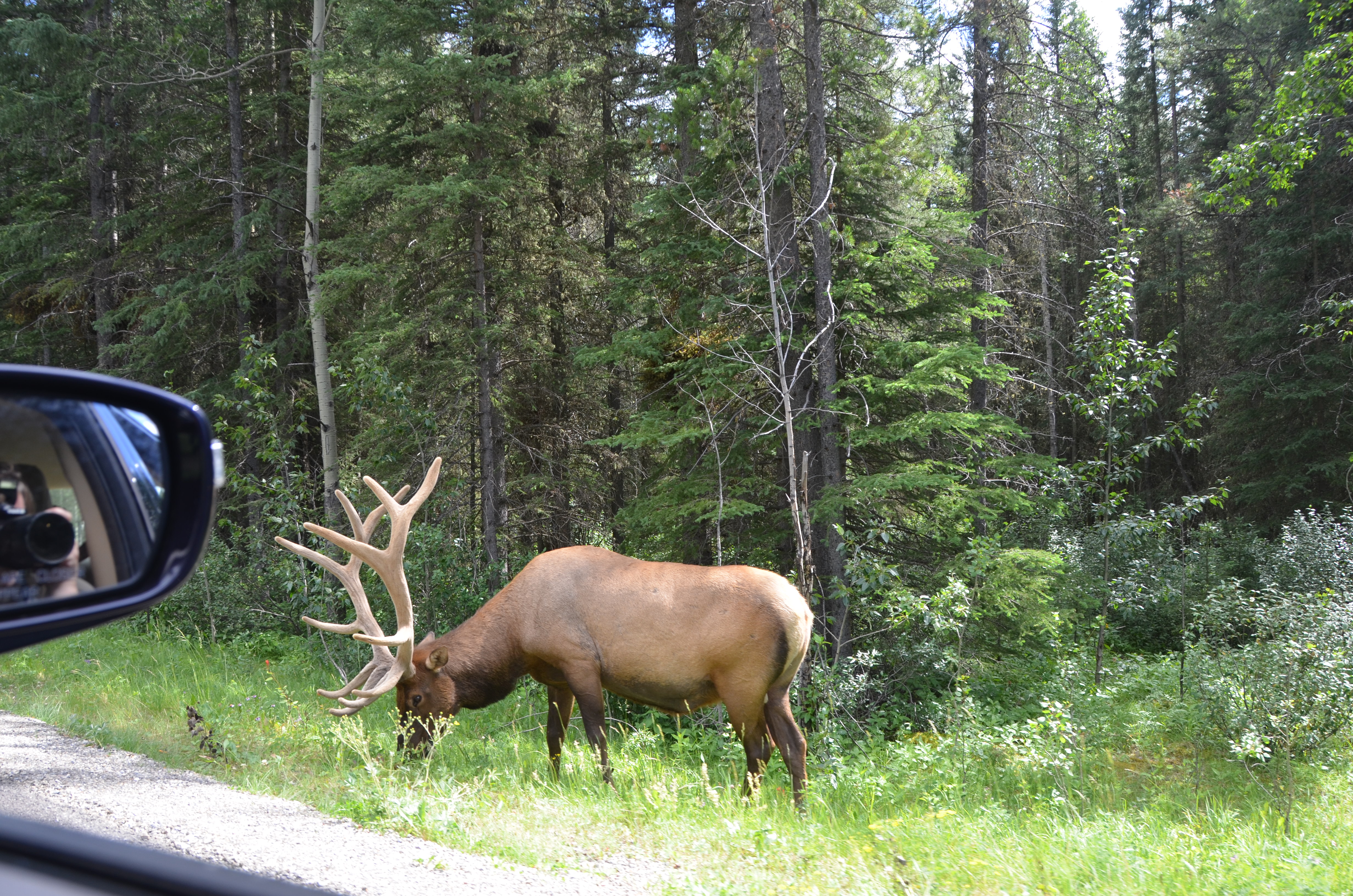 photos/wildlife/Mammal_Species/Elk/DSC_0825.JPG