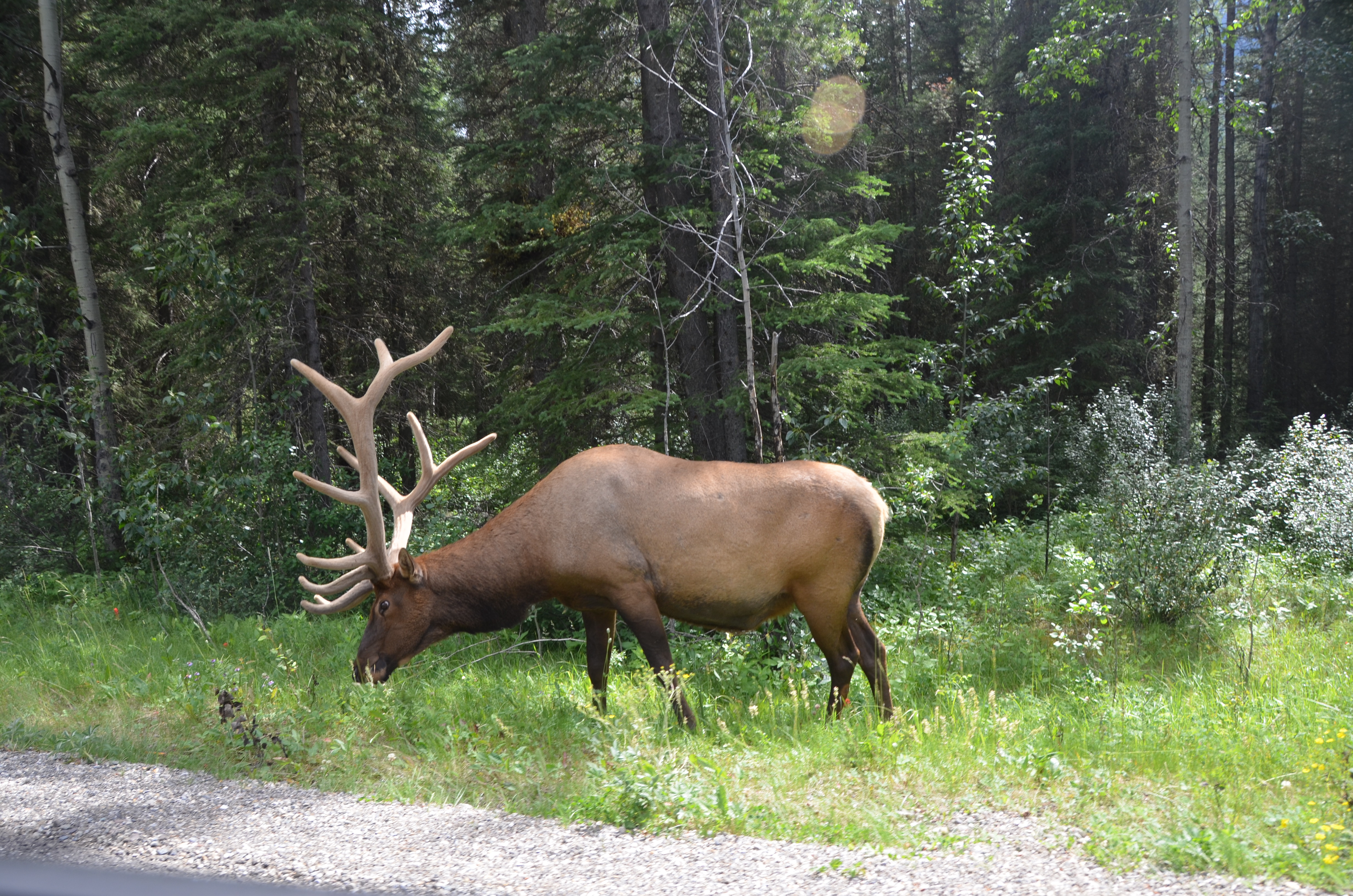 photos/wildlife/Mammal_Species/Elk/DSC_0826.JPG
