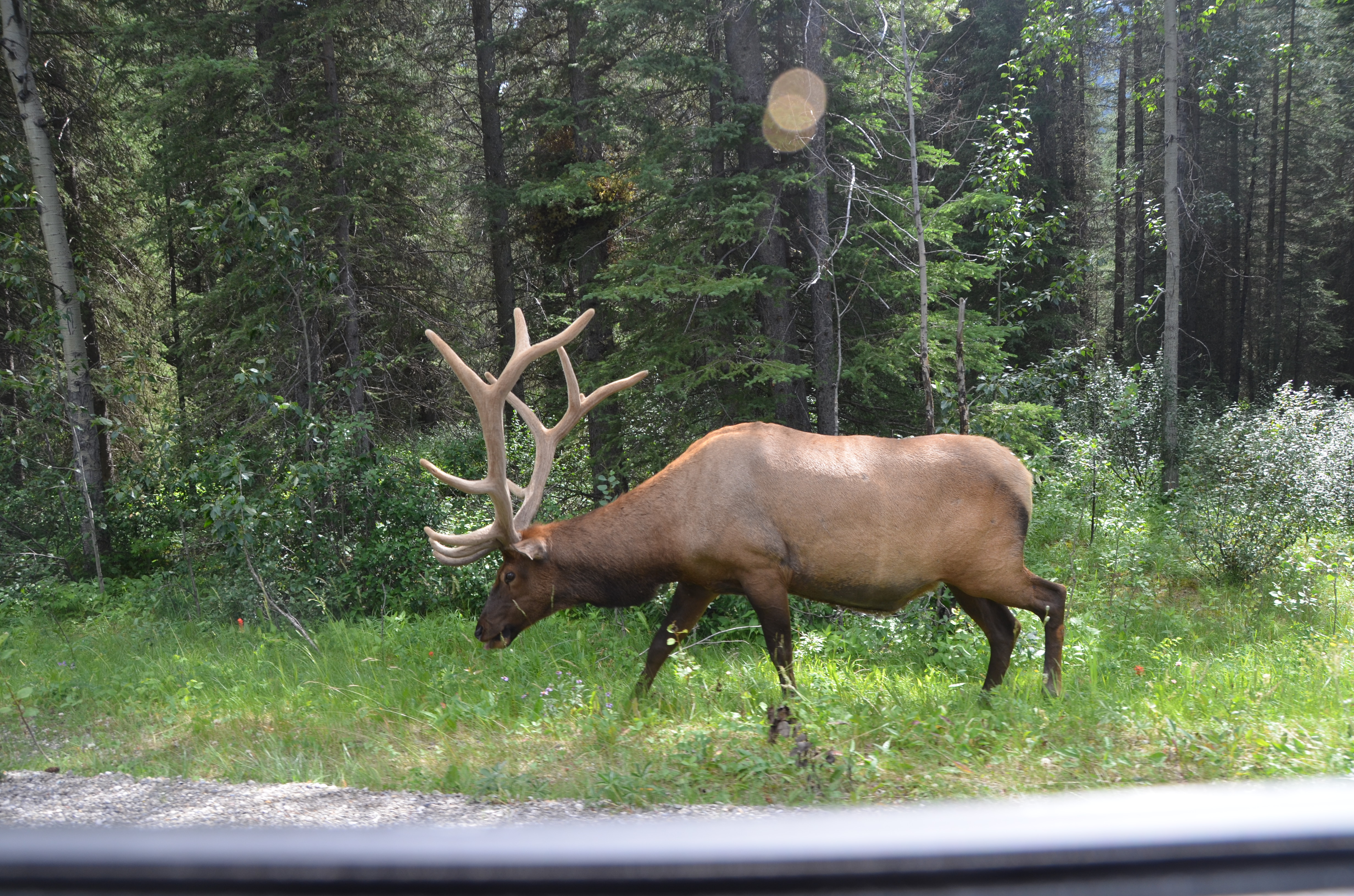 photos/wildlife/Mammal_Species/Elk/DSC_0827.JPG