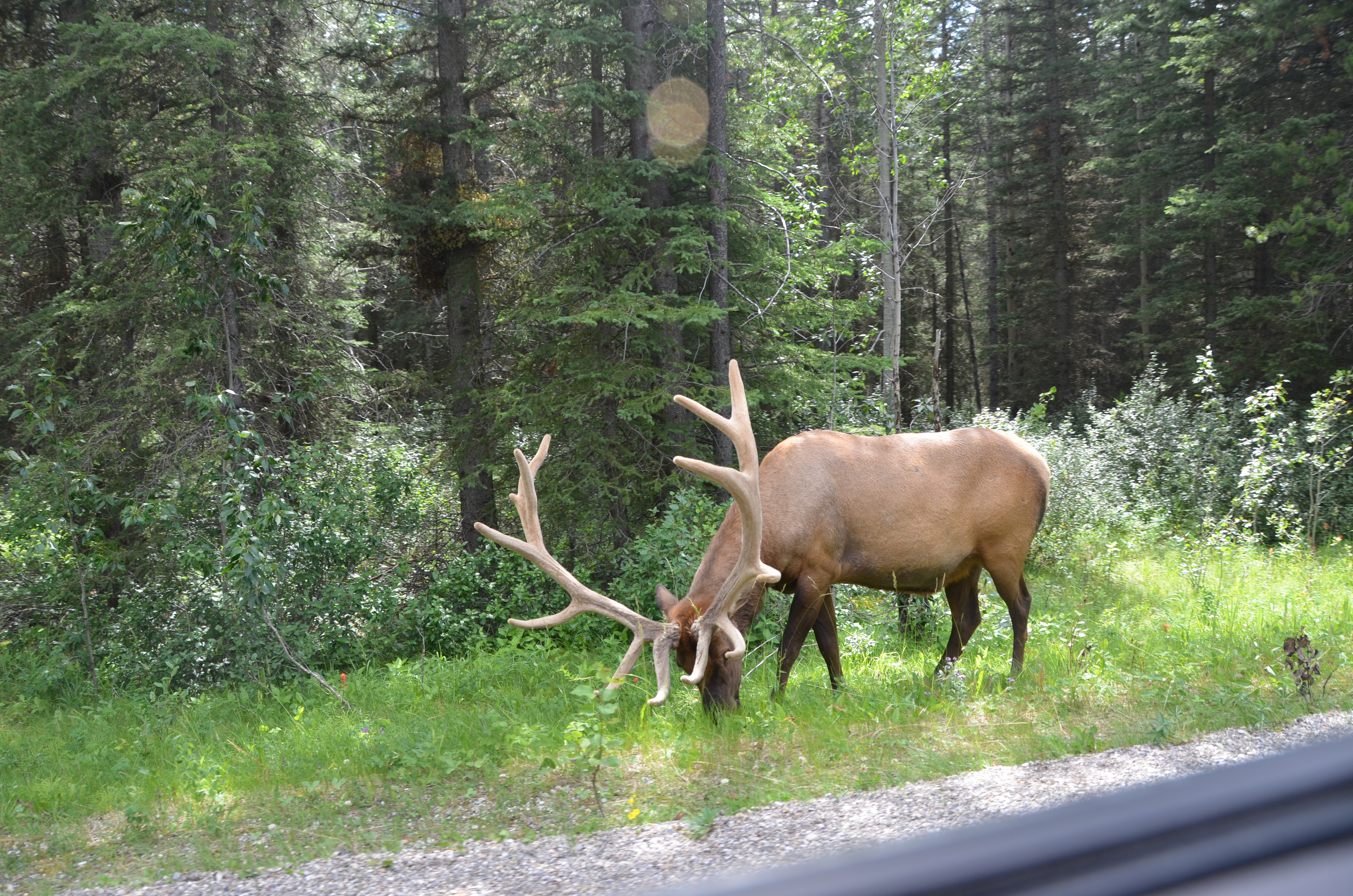 photos/wildlife/Mammal_Species/Elk/DSC_0828.JPG
