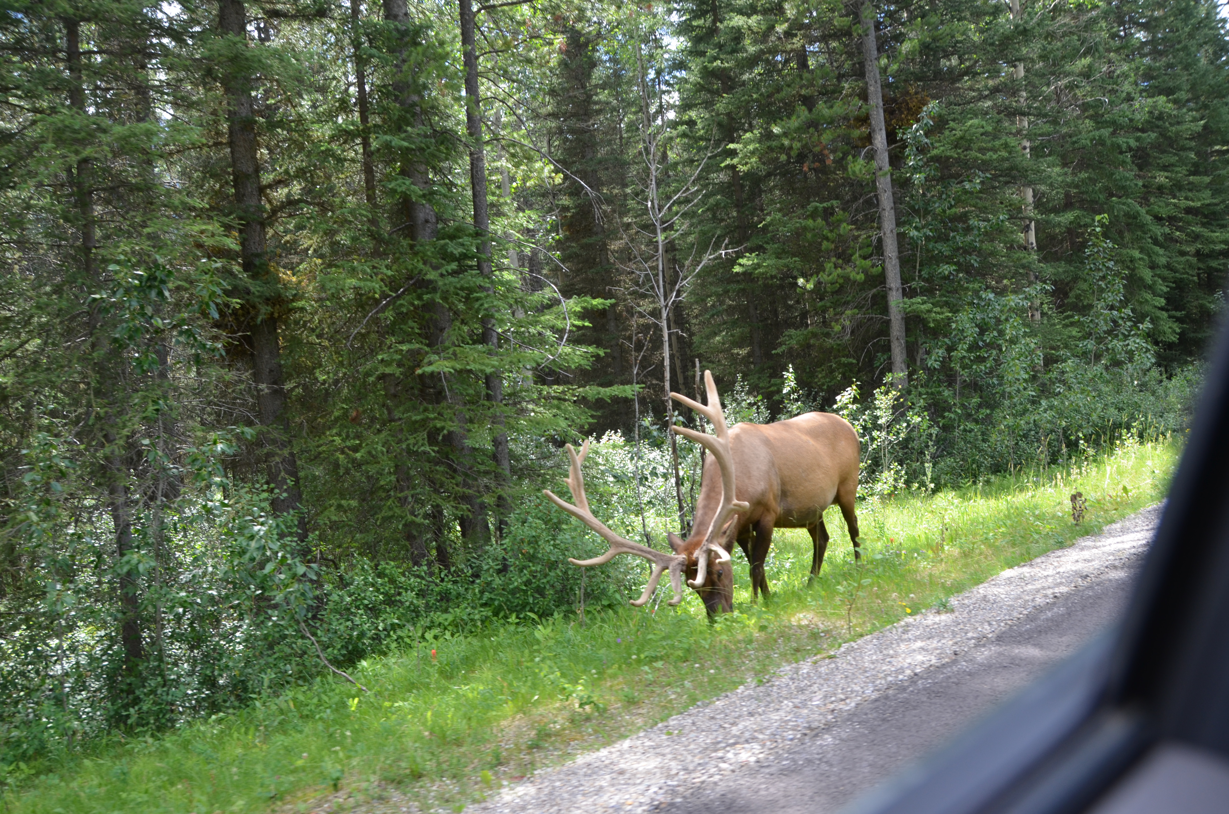 photos/wildlife/Mammal_Species/Elk/DSC_0829.JPG