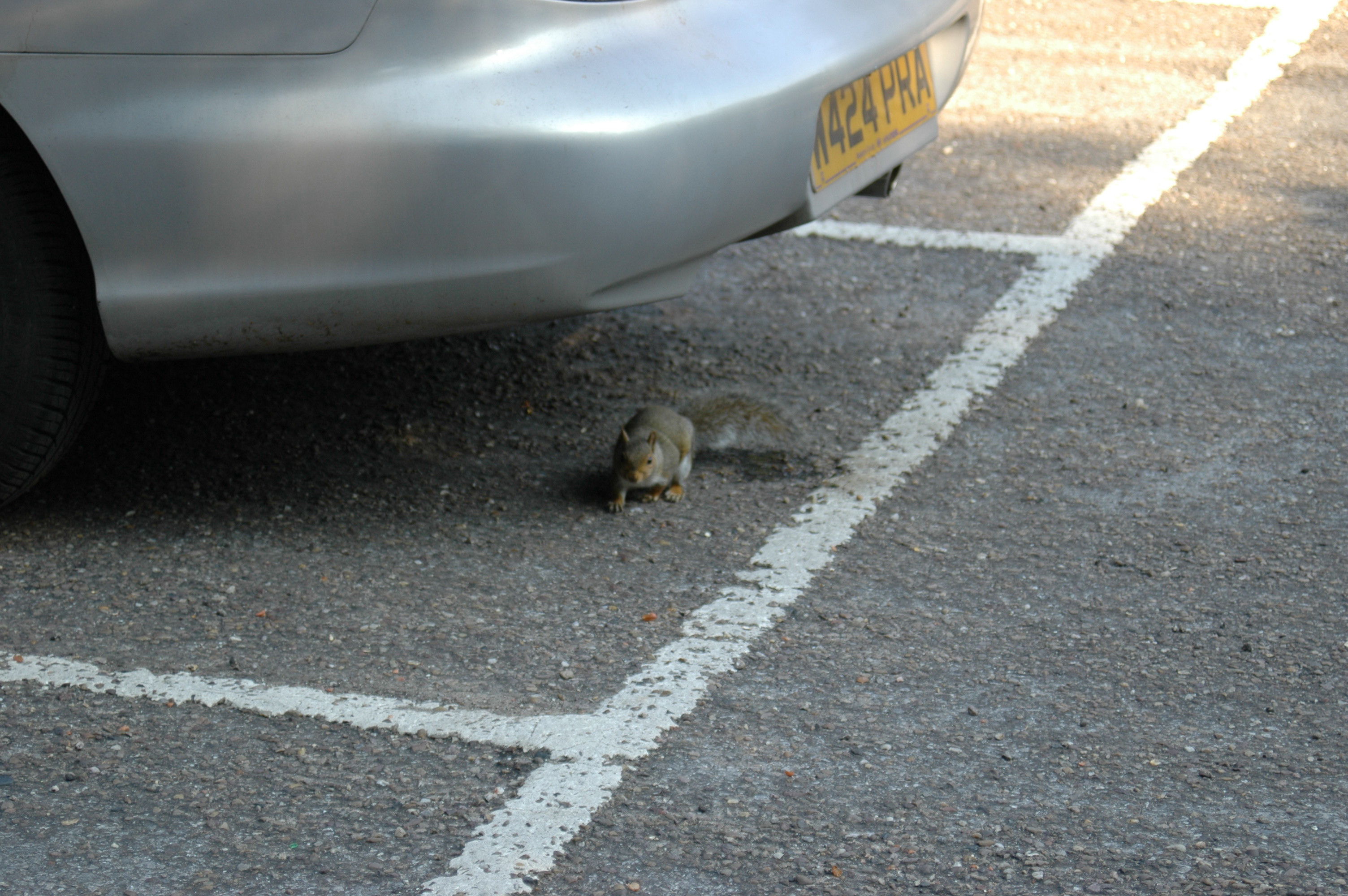 photos/wildlife/Mammal_Species/Grey_Squirrel/DSC_0009.JPG