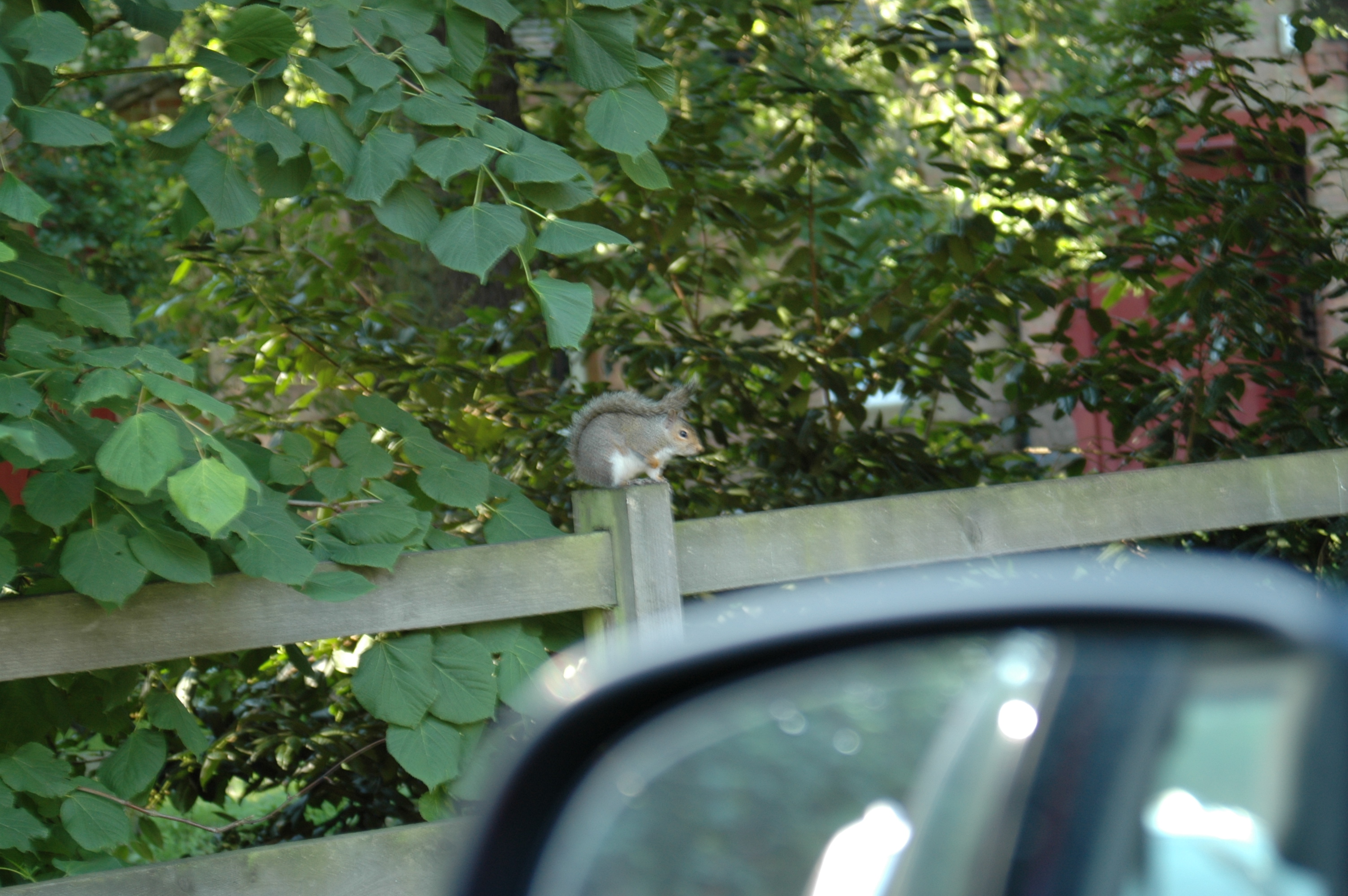photos/wildlife/Mammal_Species/Grey_Squirrel/DSC_0011.JPG