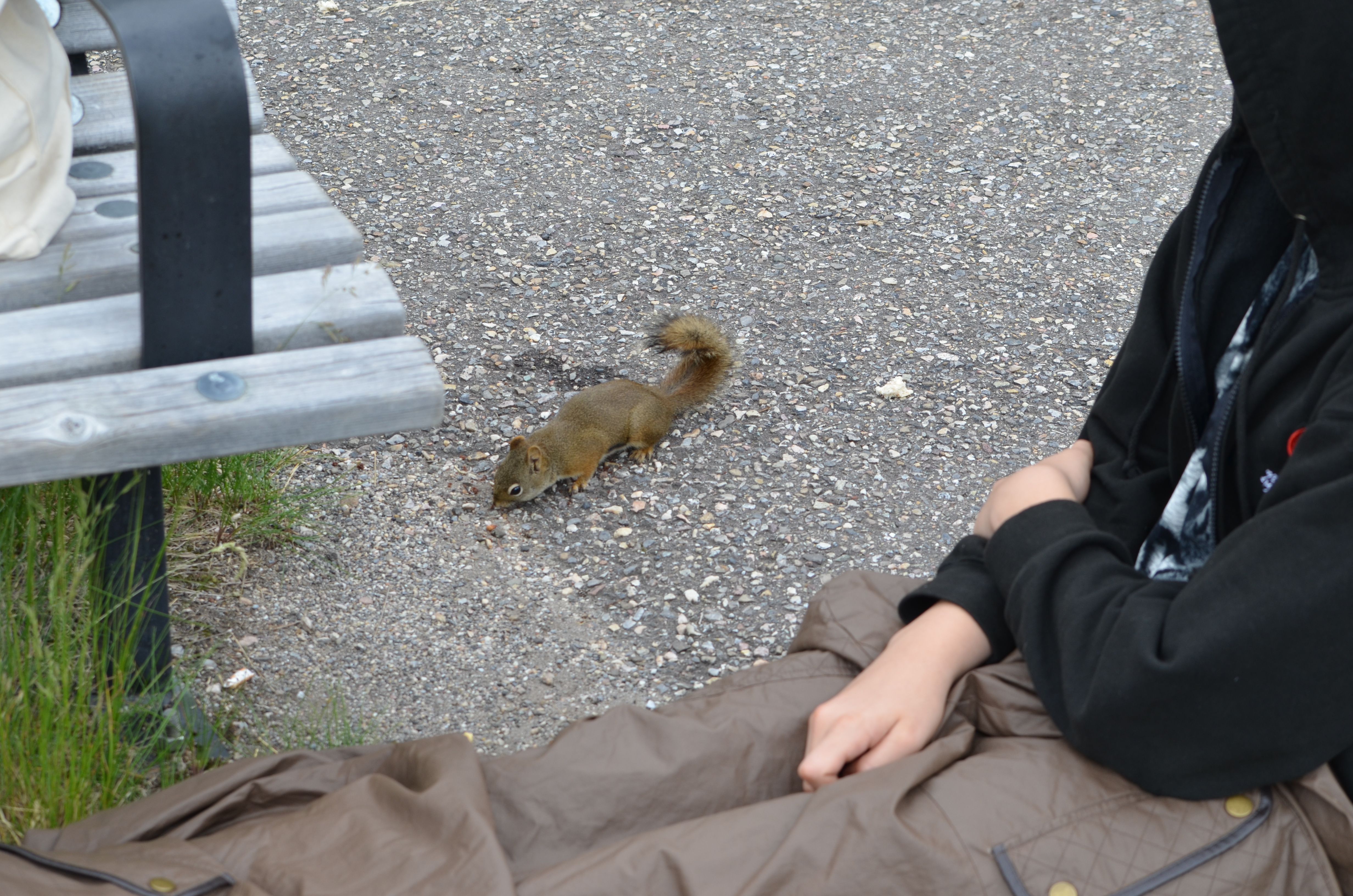 photos/wildlife/Mammal_Species/Grey_Squirrel/DSC_0647.JPG