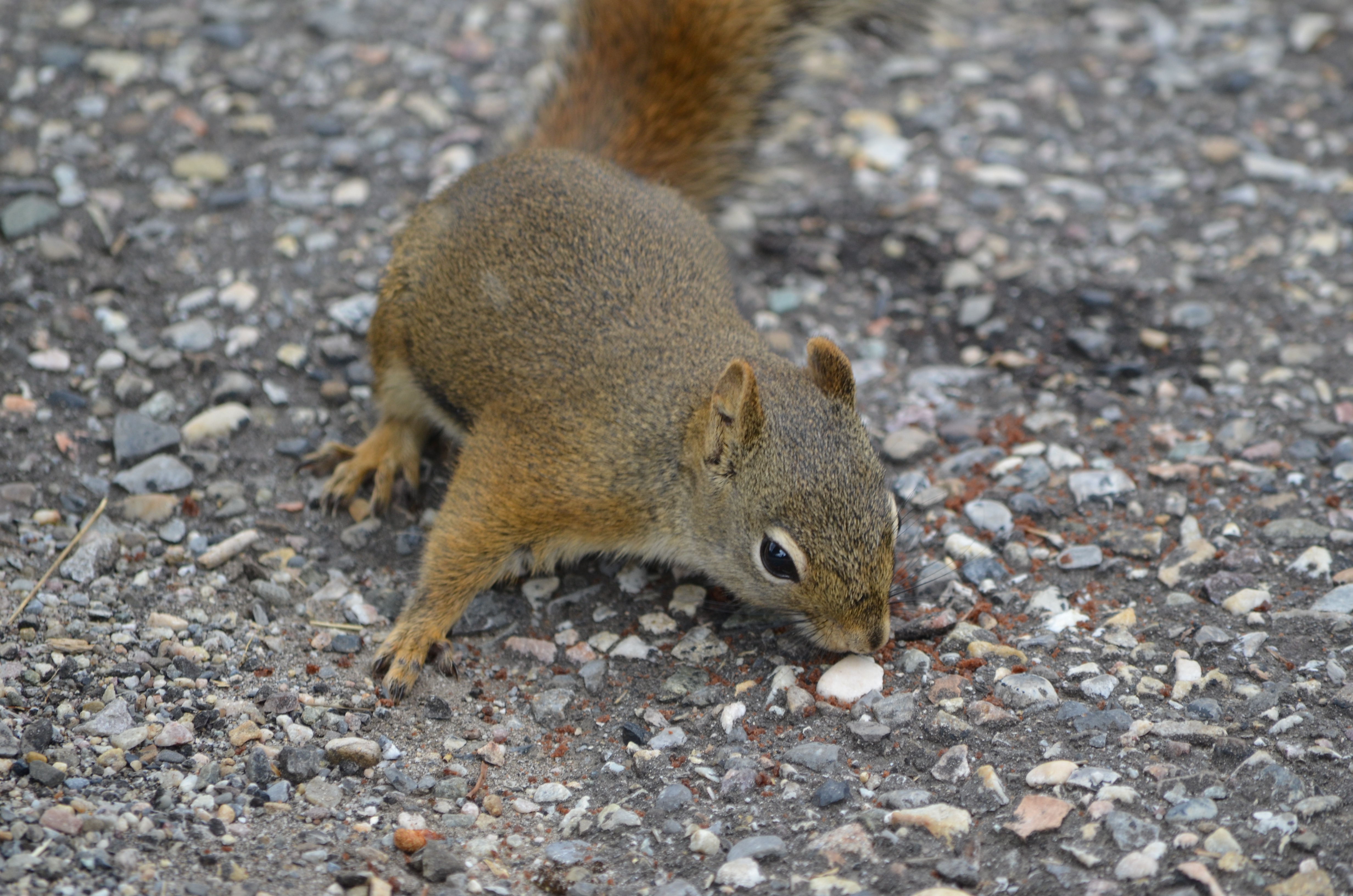 photos/wildlife/Mammal_Species/Grey_Squirrel/DSC_0650.JPG