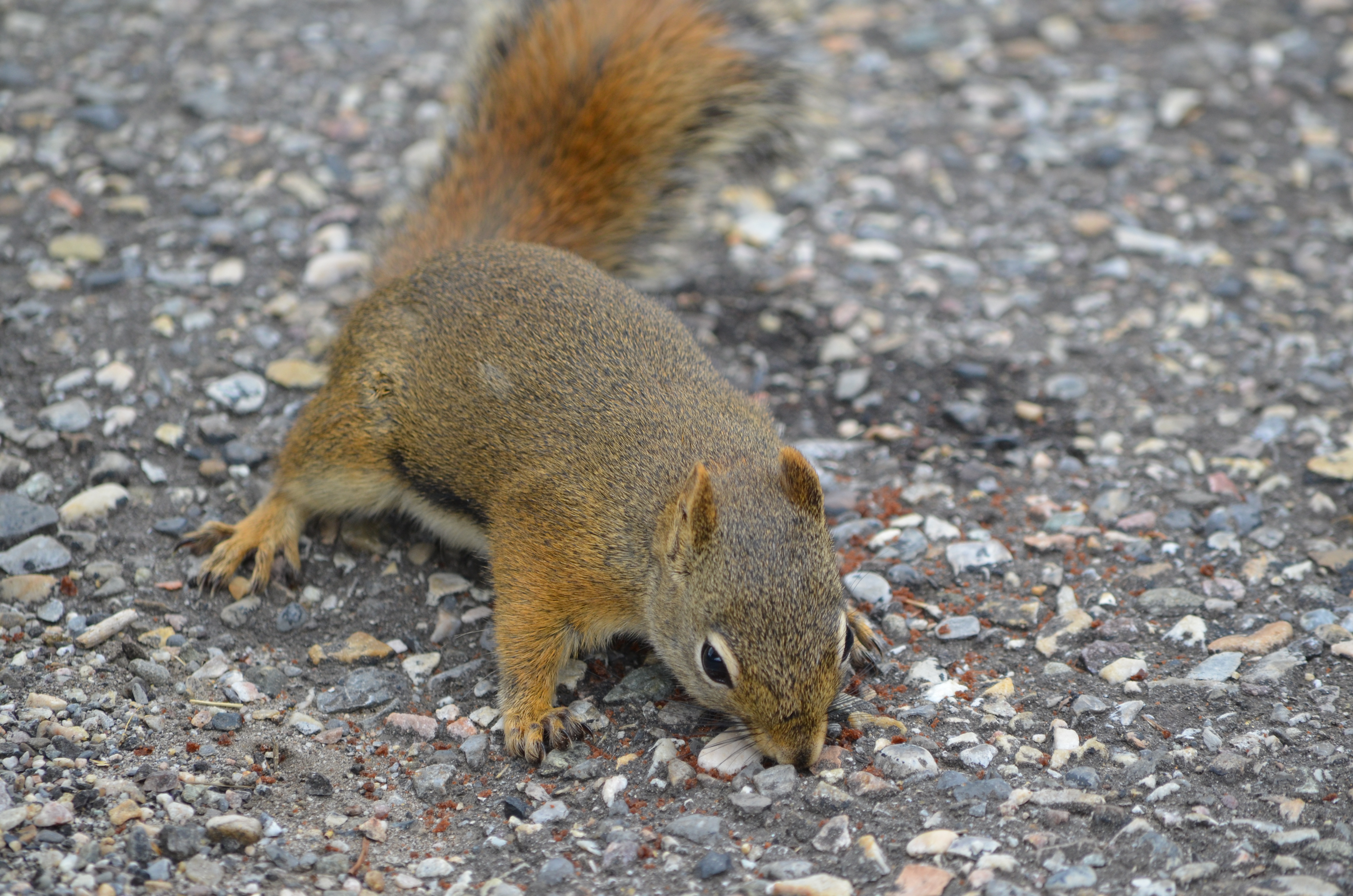 photos/wildlife/Mammal_Species/Grey_Squirrel/DSC_0651.JPG