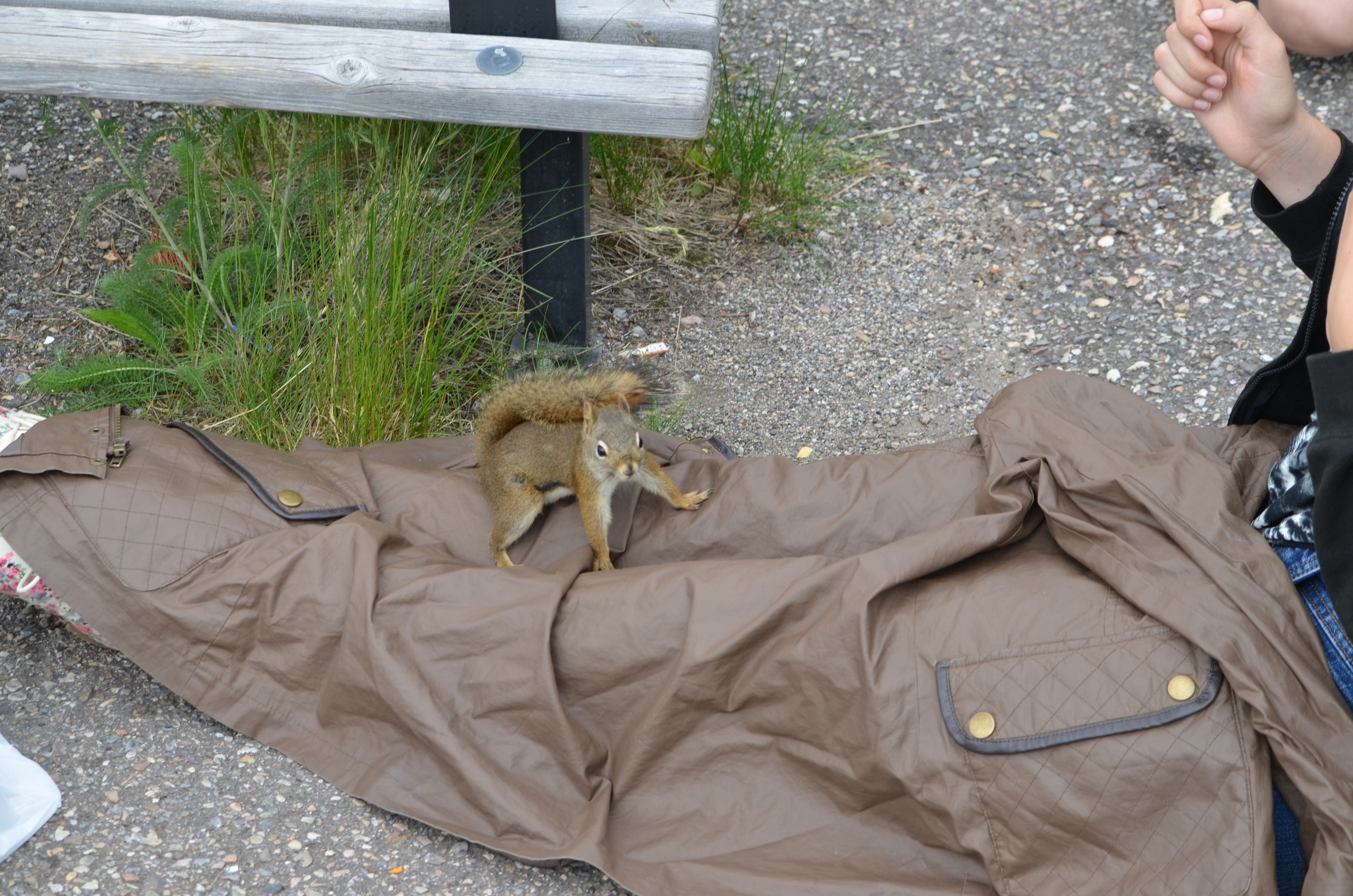 photos/wildlife/Mammal_Species/Grey_Squirrel/DSC_0653.JPG