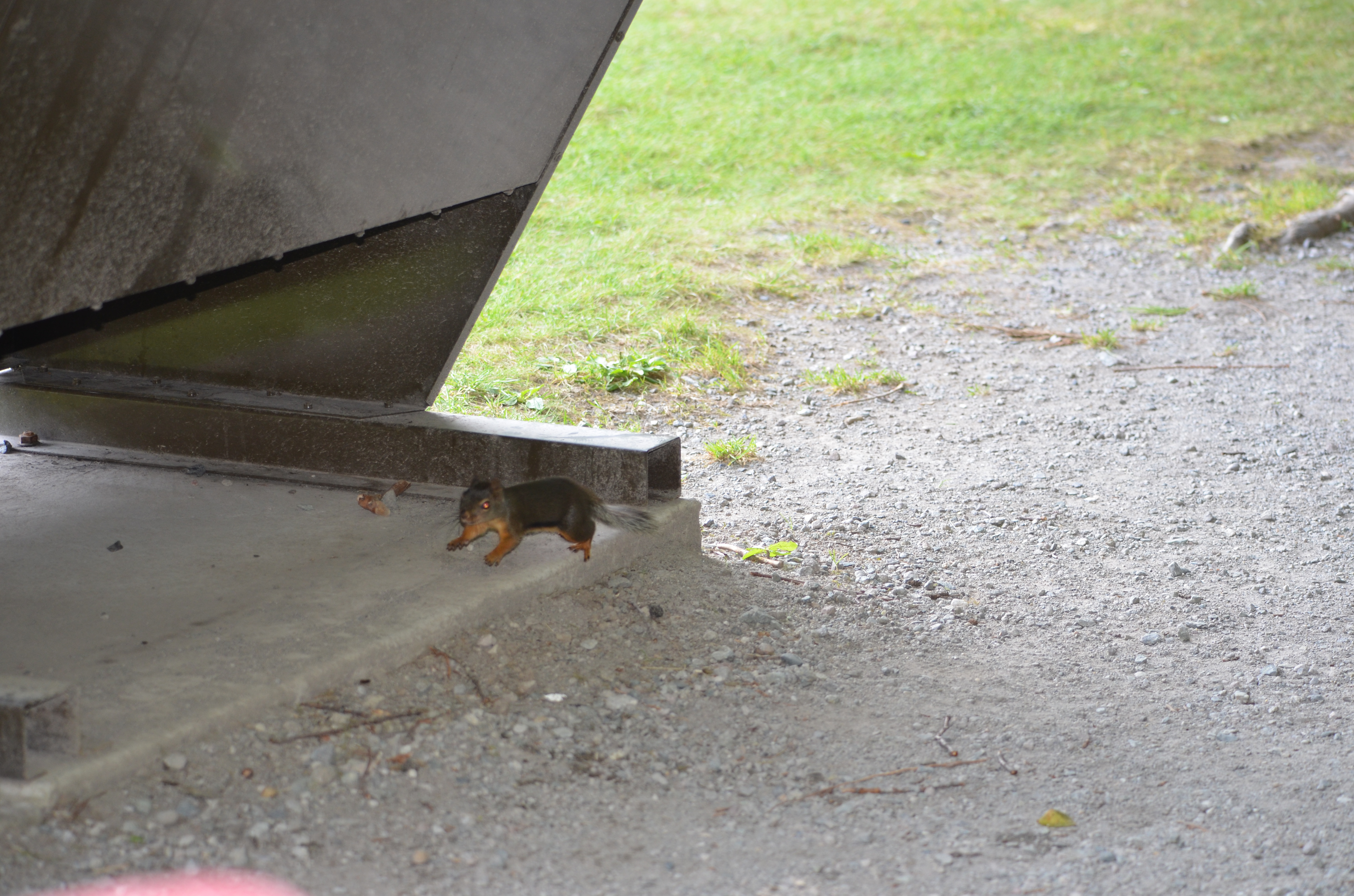 photos/wildlife/Mammal_Species/Grey_Squirrel/DSC_0931.JPG