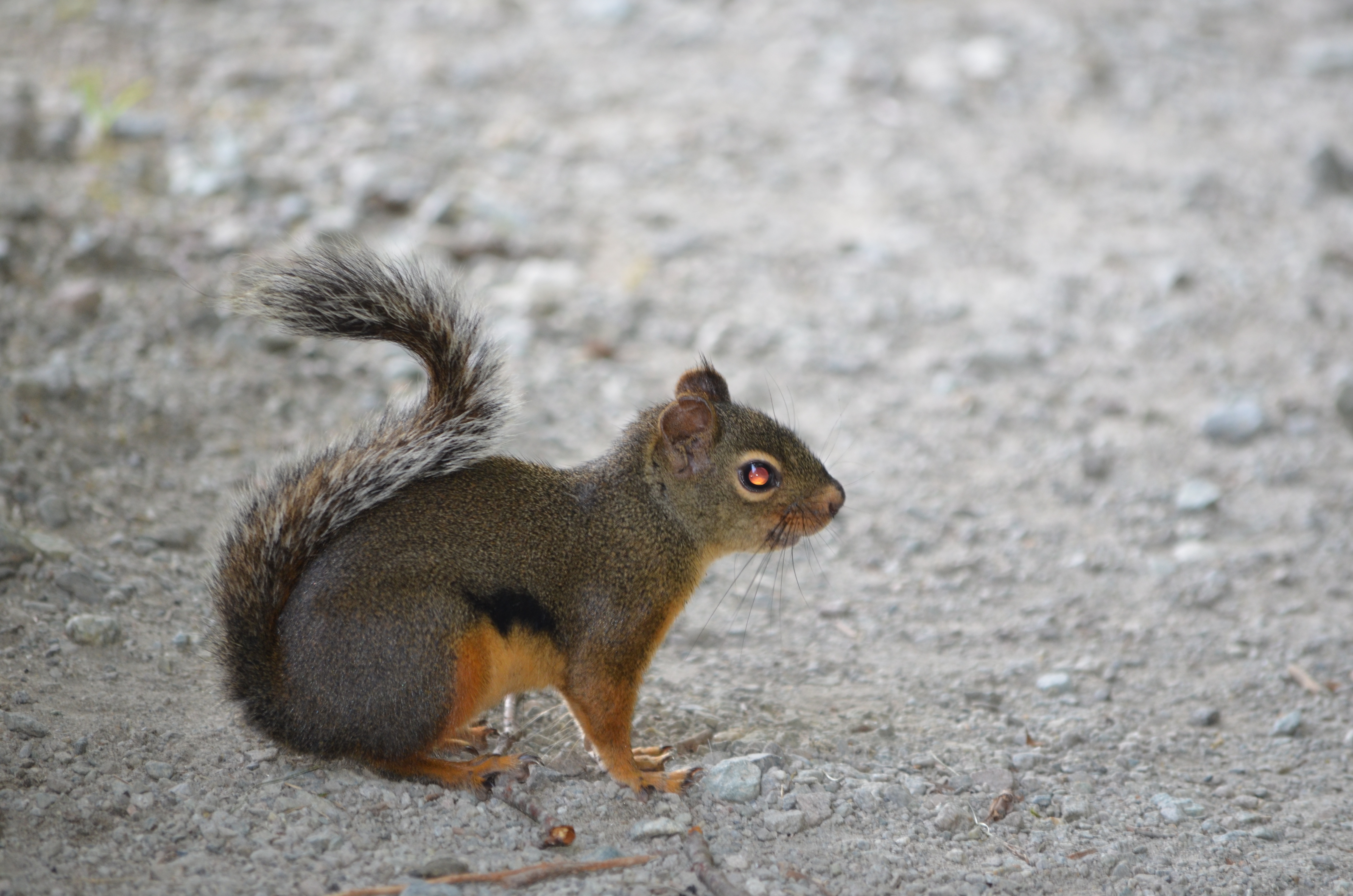 photos/wildlife/Mammal_Species/Grey_Squirrel/DSC_0932.JPG