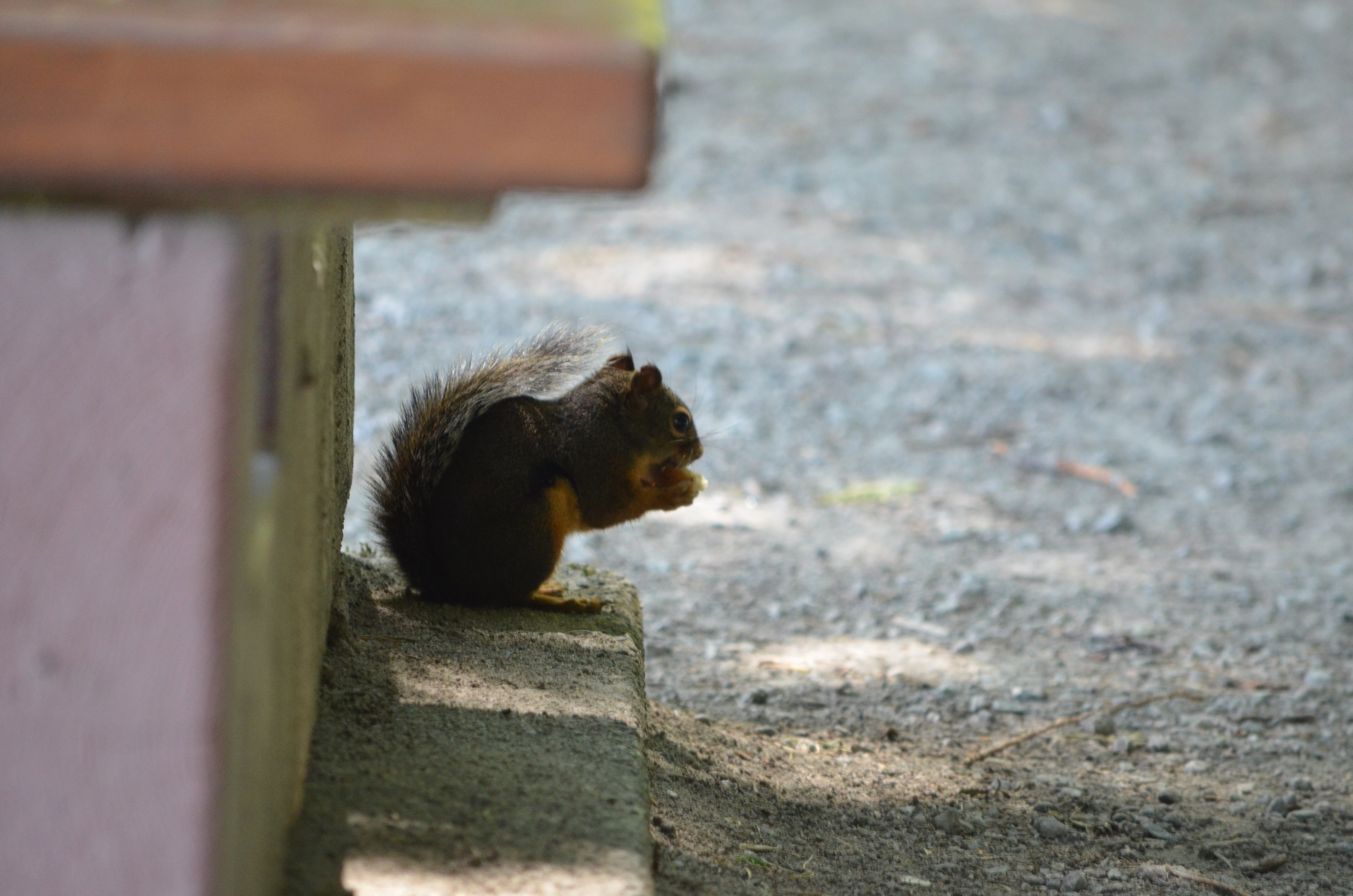 photos/wildlife/Mammal_Species/Grey_Squirrel/DSC_0933.JPG
