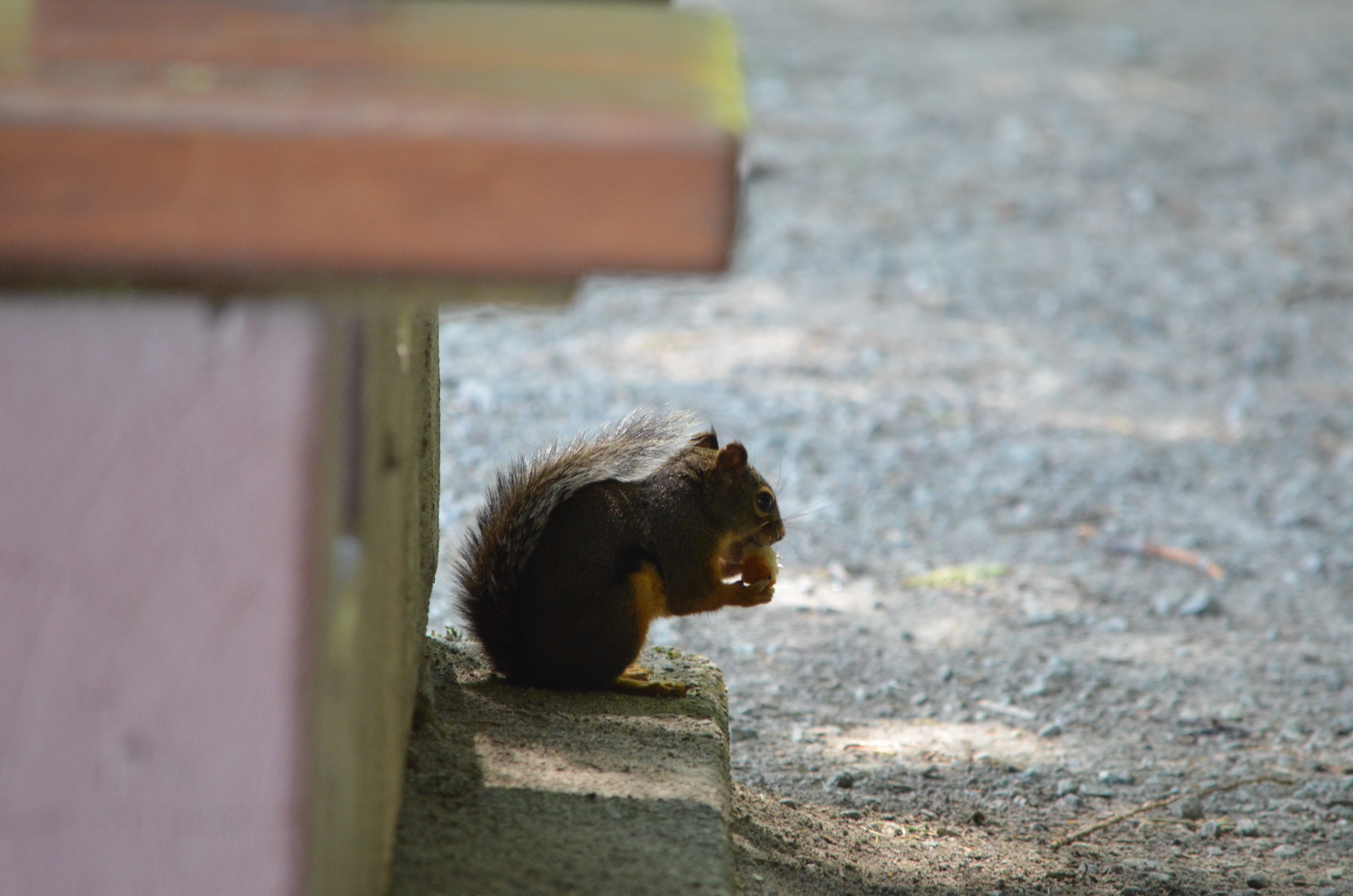 photos/wildlife/Mammal_Species/Grey_Squirrel/DSC_0934.JPG