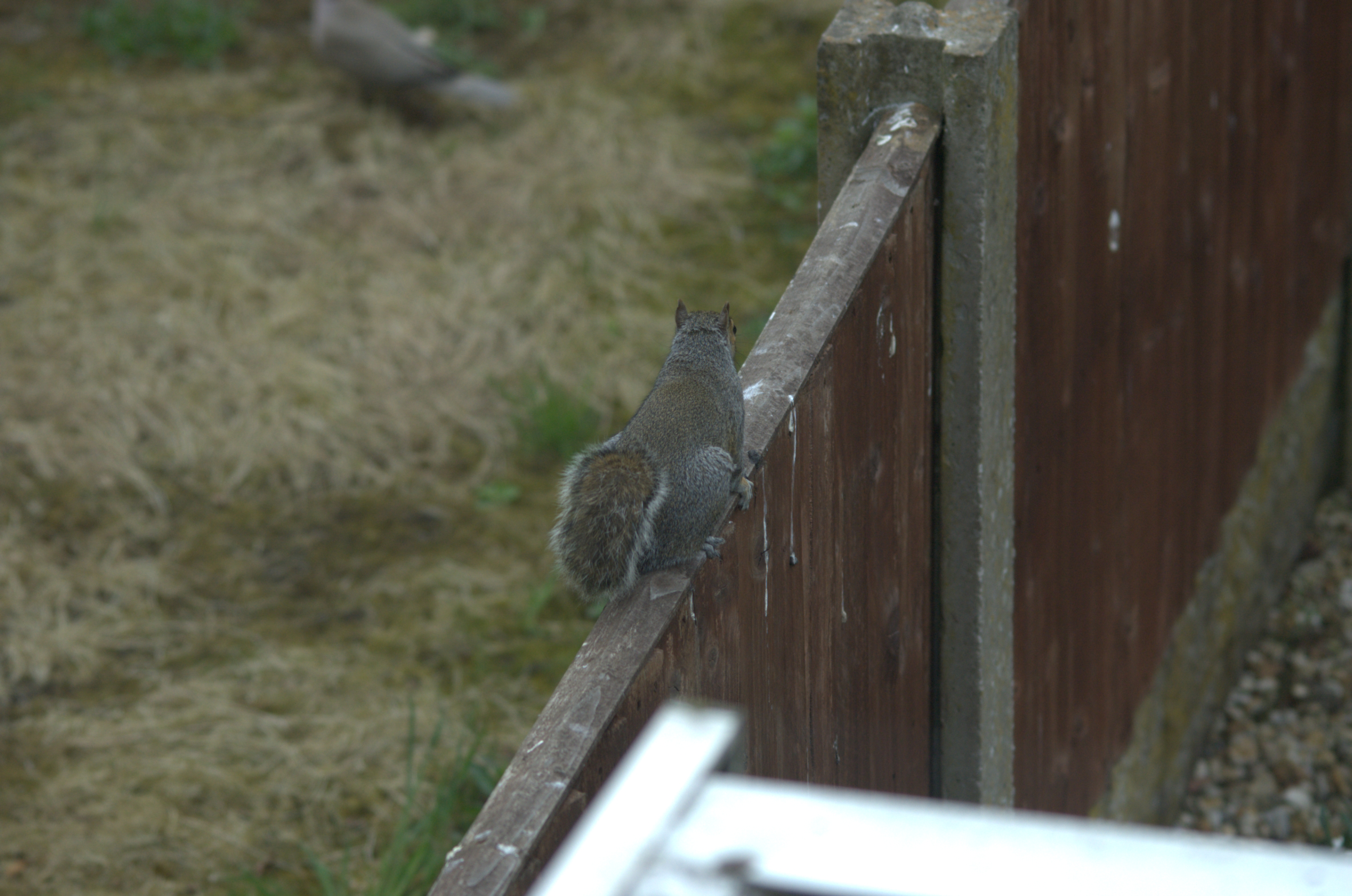 photos/wildlife/Mammal_Species/Grey_Squirrel/DSC_2257.jpeg