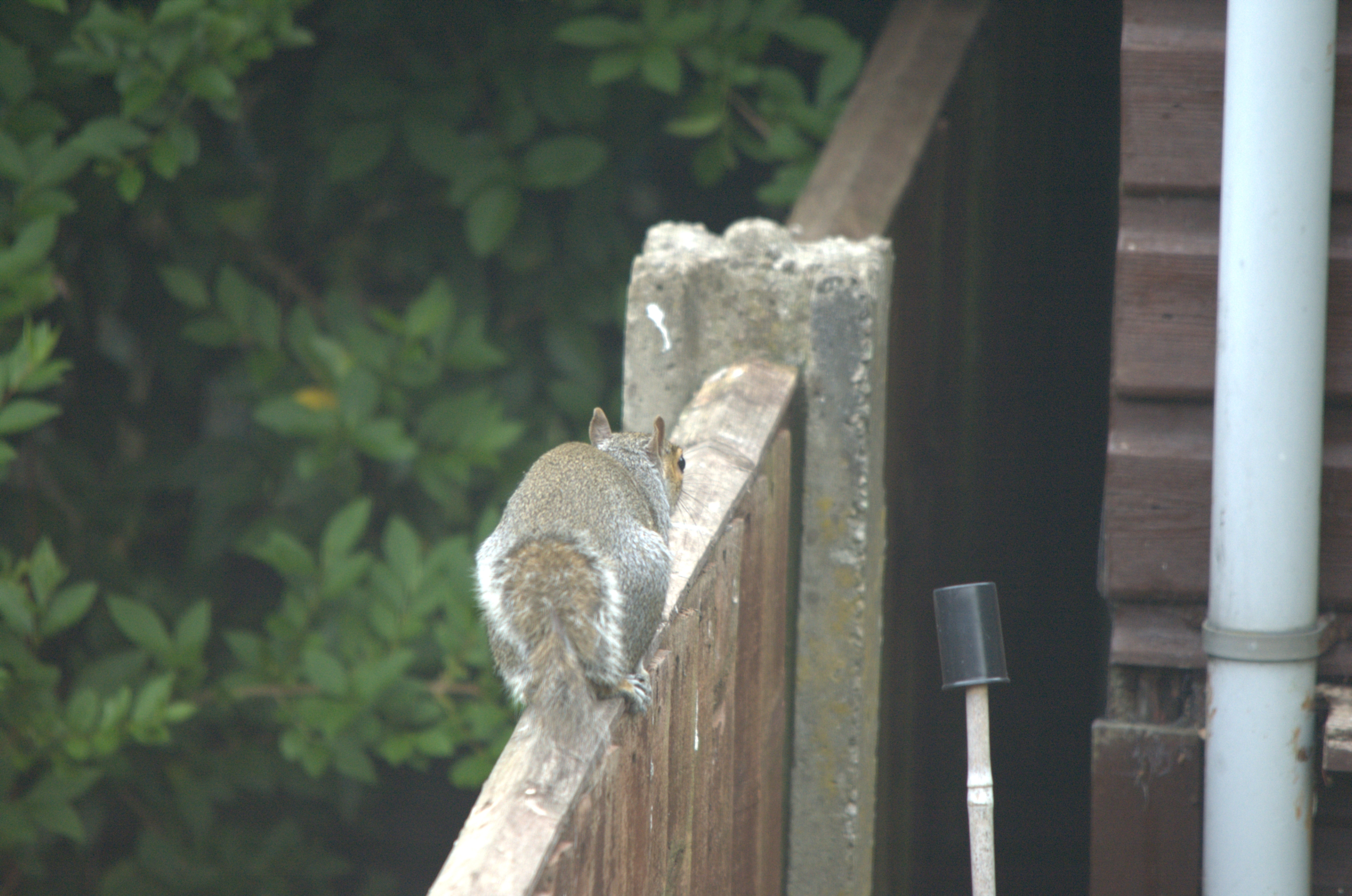 photos/wildlife/Mammal_Species/Grey_Squirrel/DSC_2261.jpeg