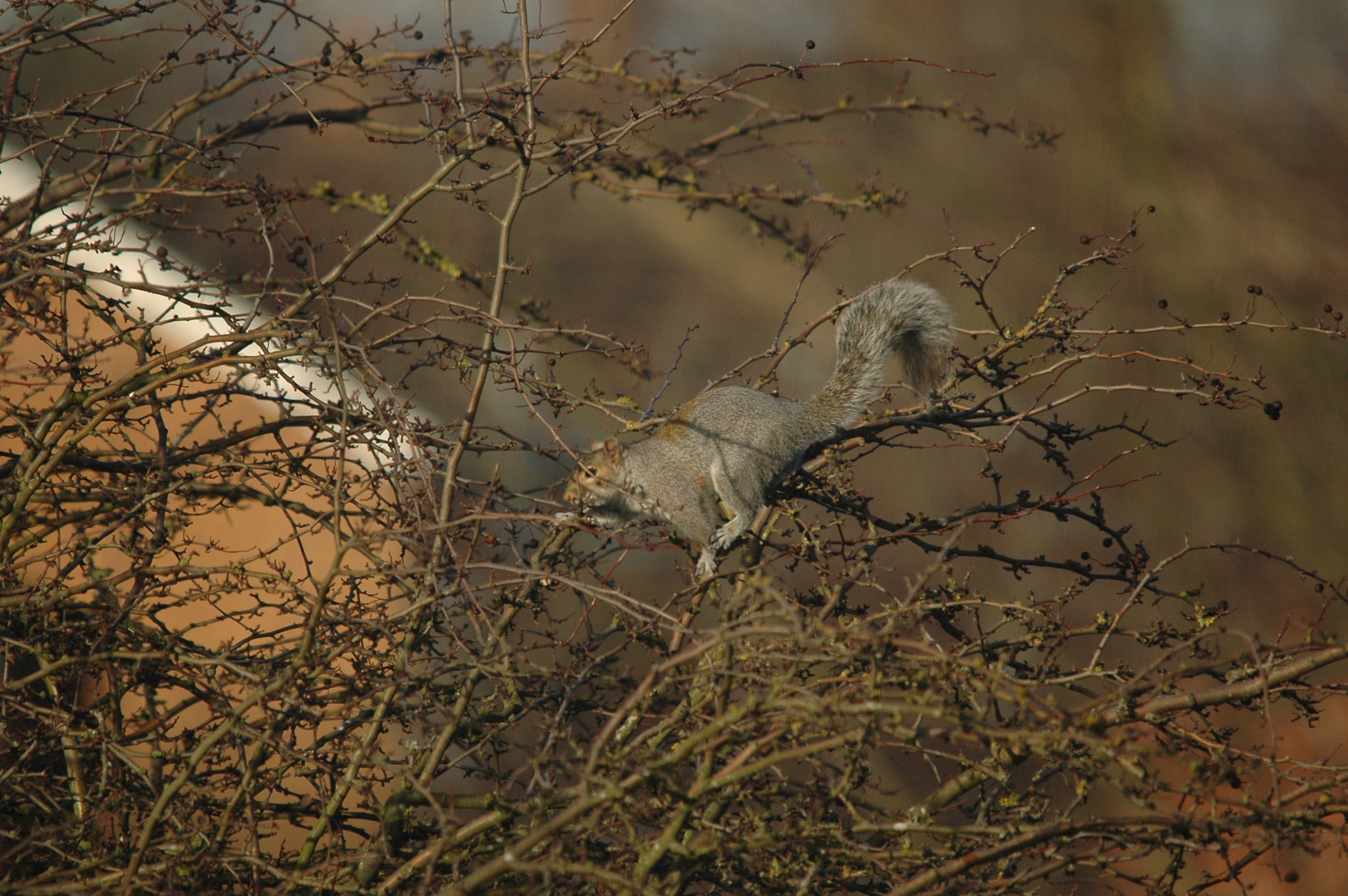 photos/wildlife/Mammal_Species/Grey_Squirrel/DSC_4783.JPG