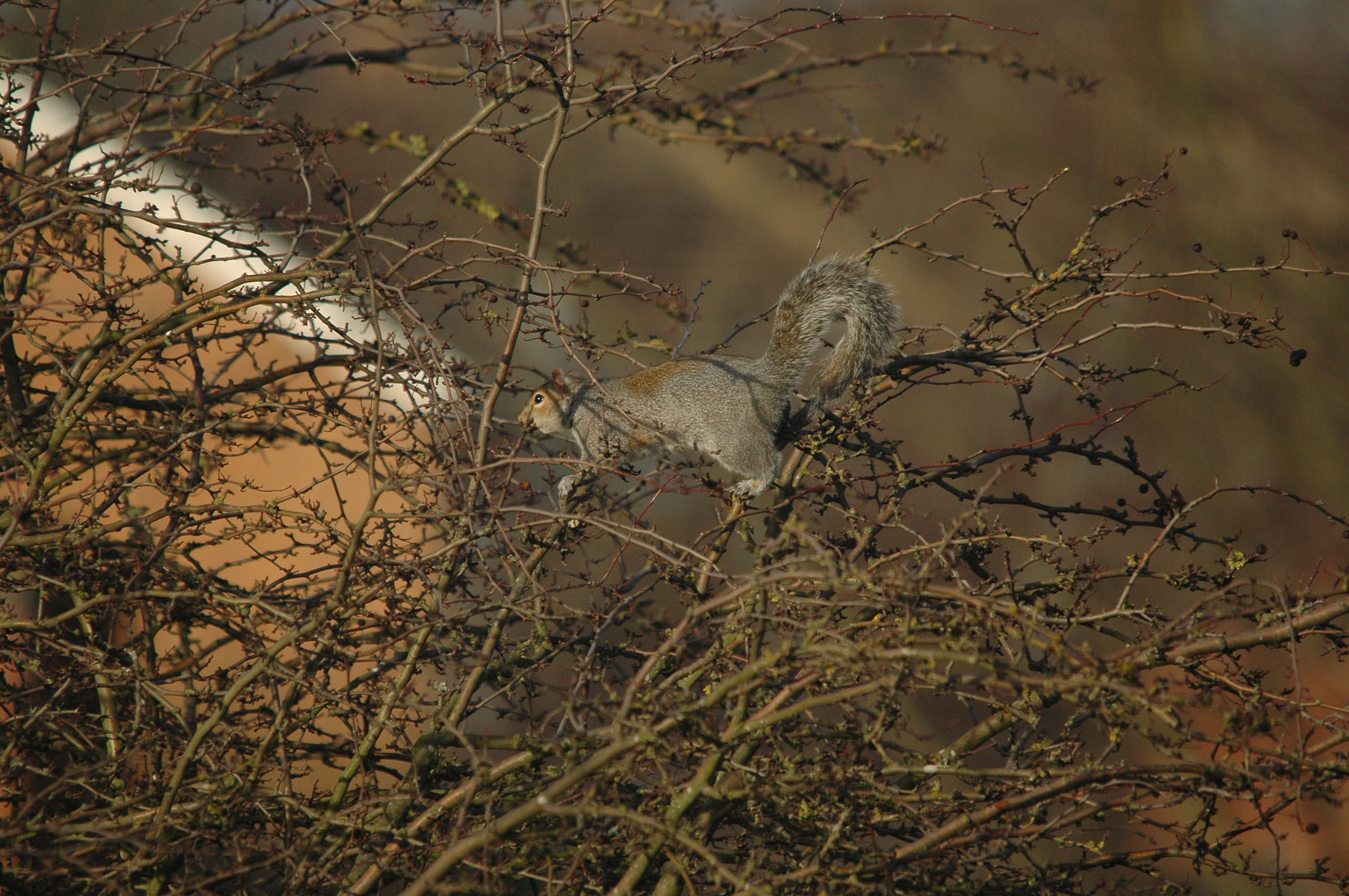 photos/wildlife/Mammal_Species/Grey_Squirrel/DSC_4784.JPG