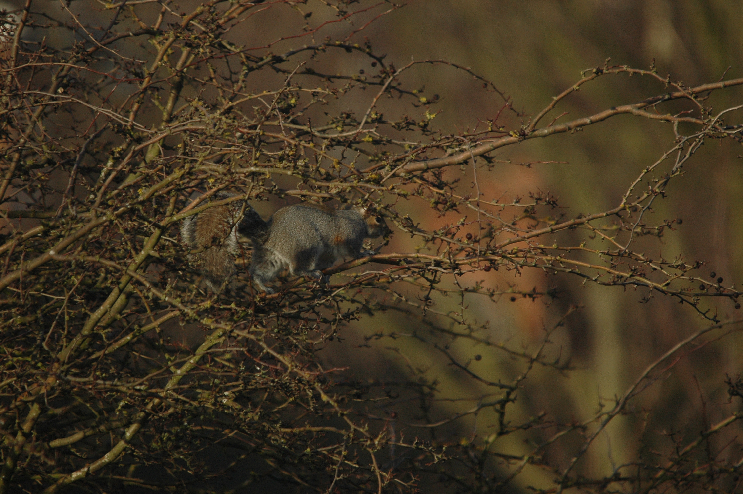 photos/wildlife/Mammal_Species/Grey_Squirrel/DSC_4785.JPG