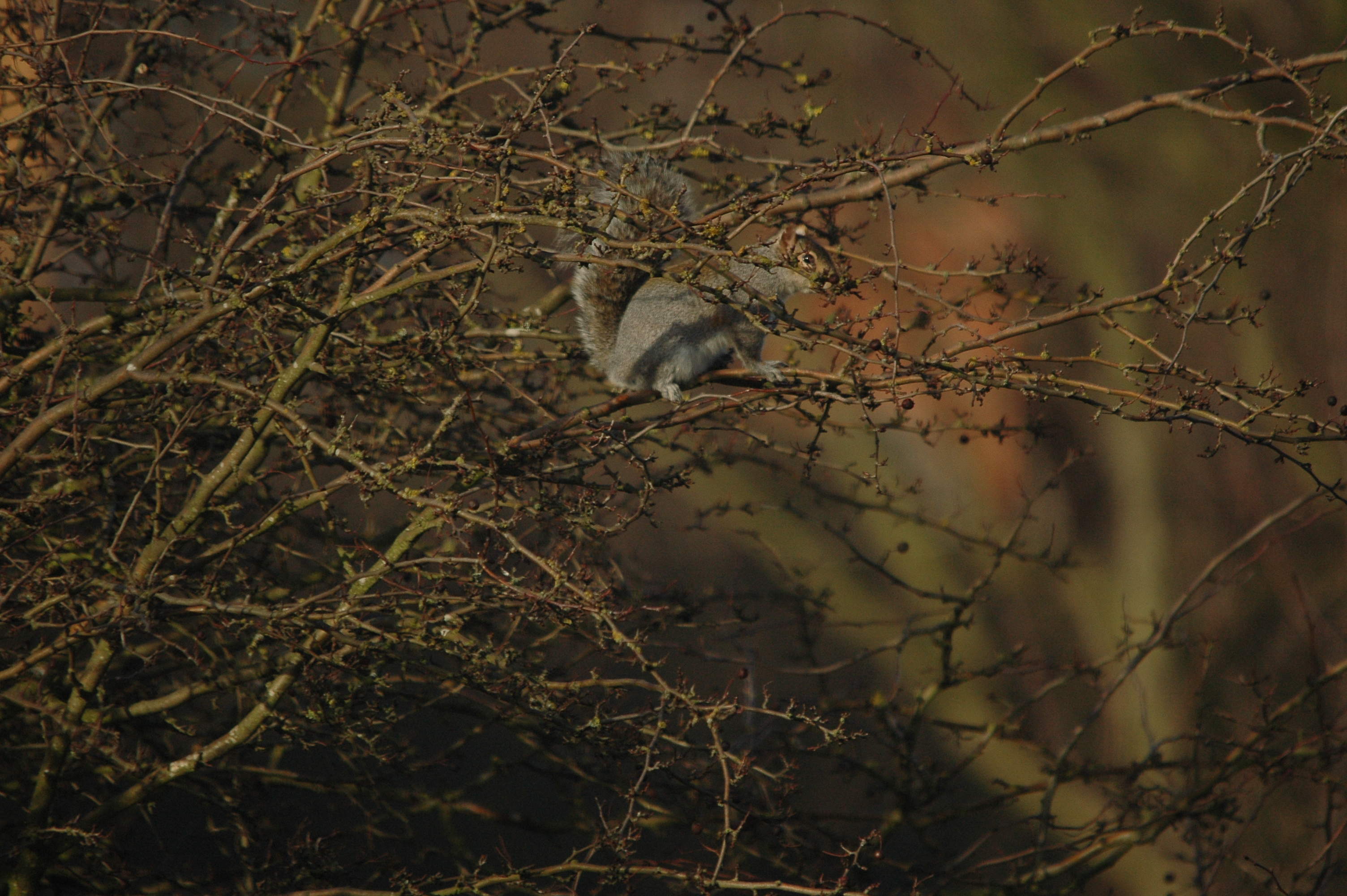 photos/wildlife/Mammal_Species/Grey_Squirrel/DSC_4787.JPG